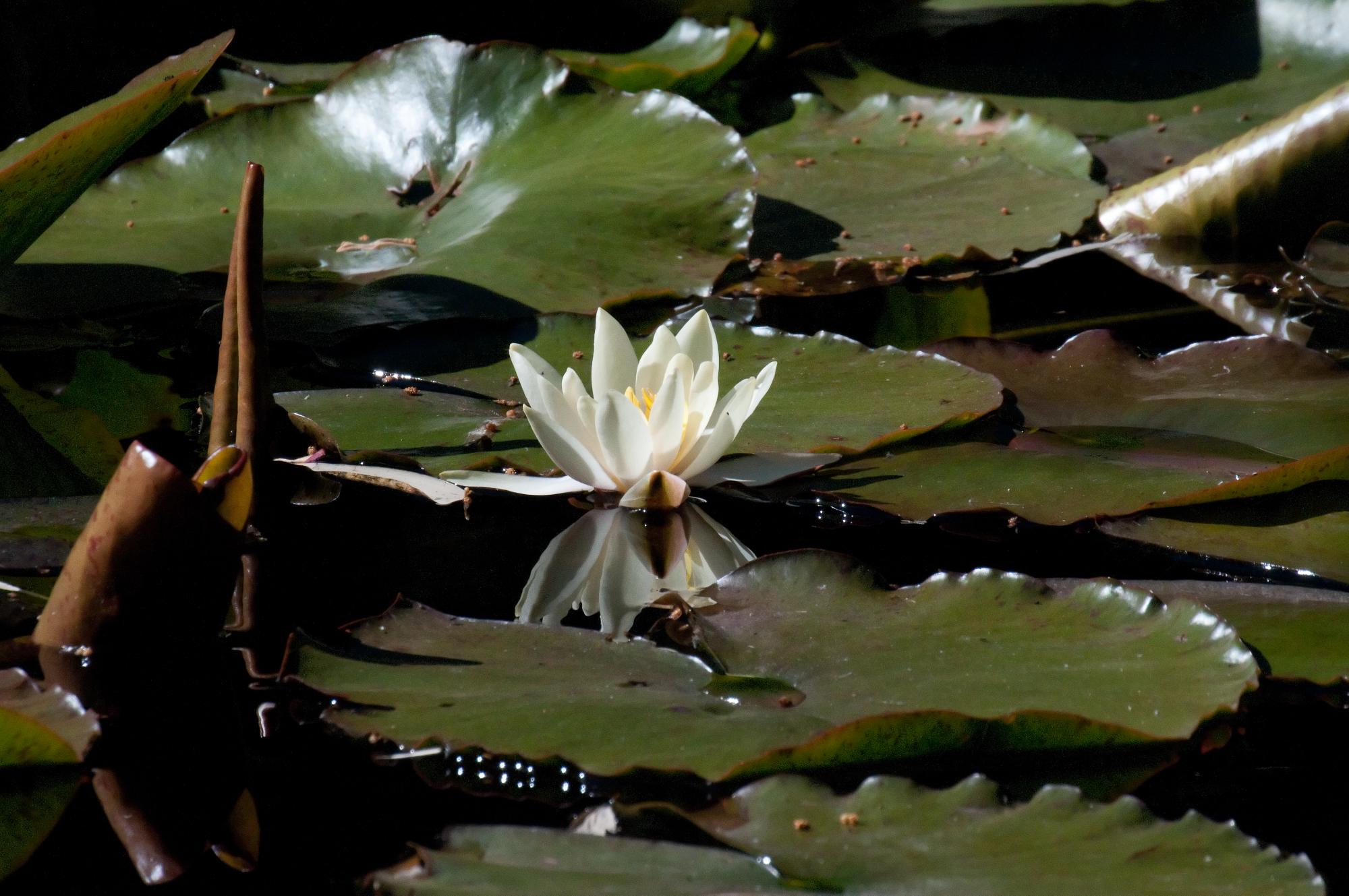 ./20100624_Frogless_Lilly_Pad.jpg