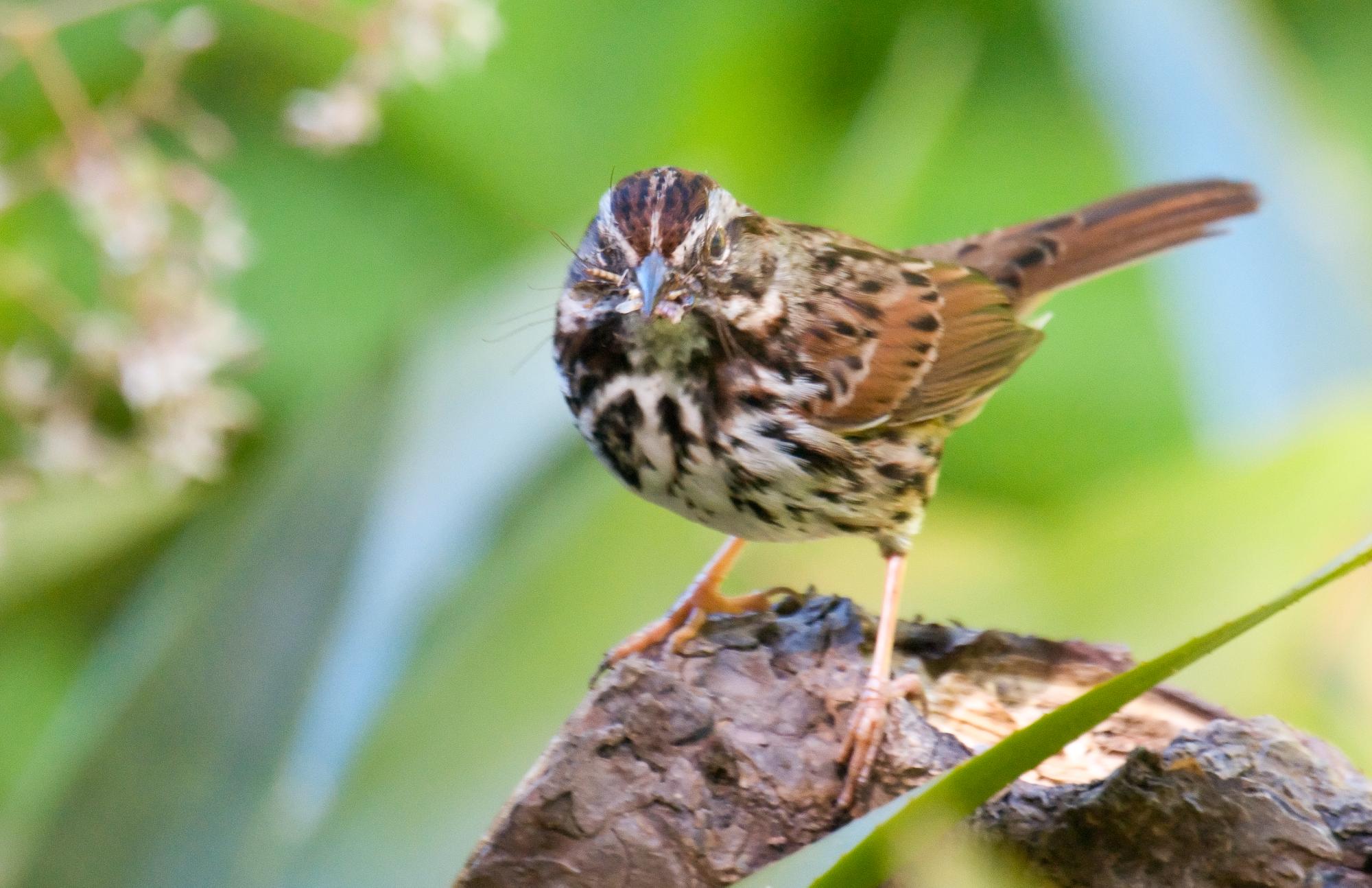 ./20100624_Song_Sparrow_With_Beakful.jpg