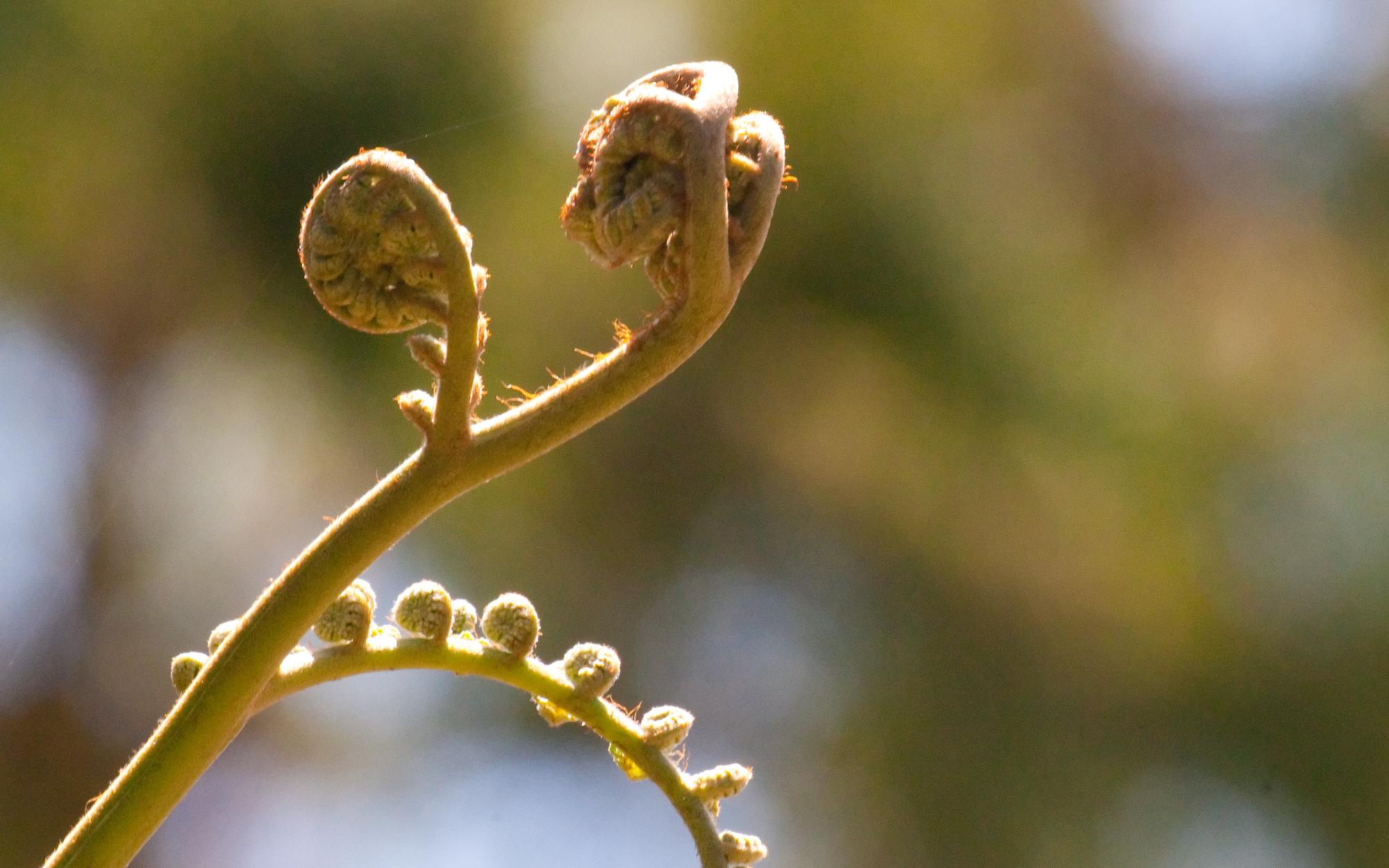 ./20100625_Fern.jpg