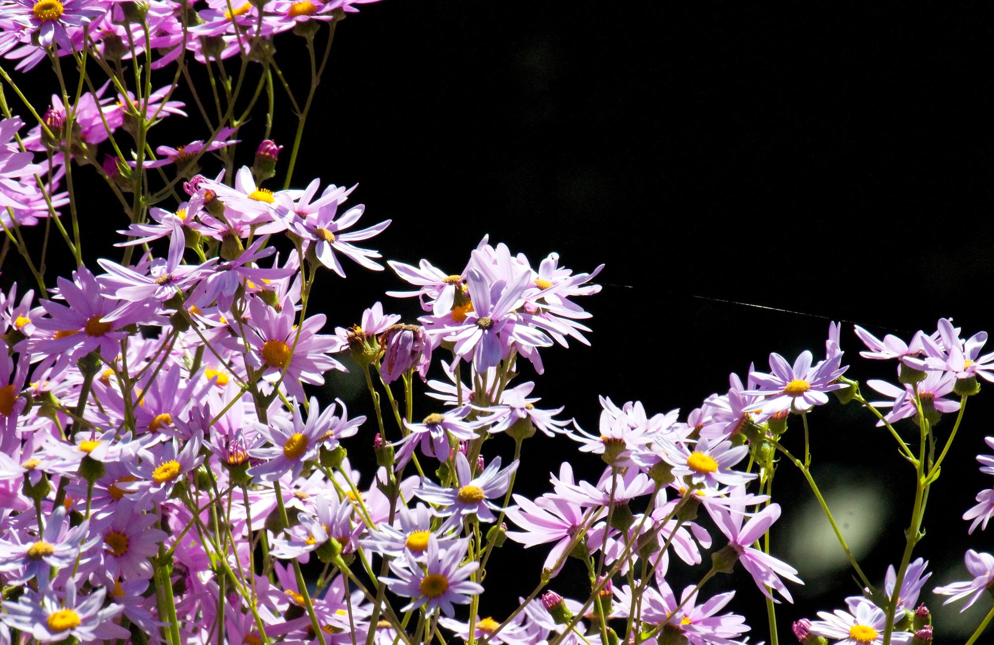 ./20100625_Swan_River_Daisy.jpg