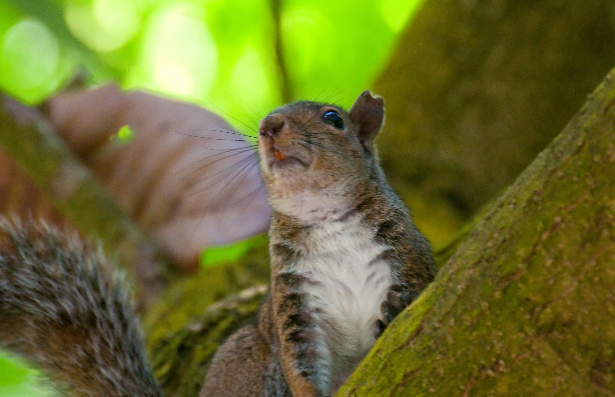 ./20100625_Western_Gray_Squirrel_Teeth.jpg