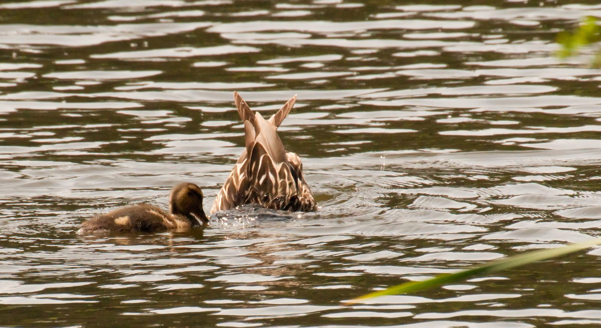 ./20100627_Mallard_Hen_Demos_Dabbling.jpg