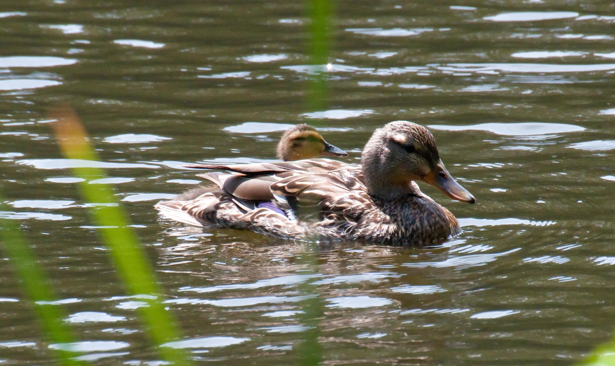 ./20100627_Mallard_Hen_With_Chick.jpg