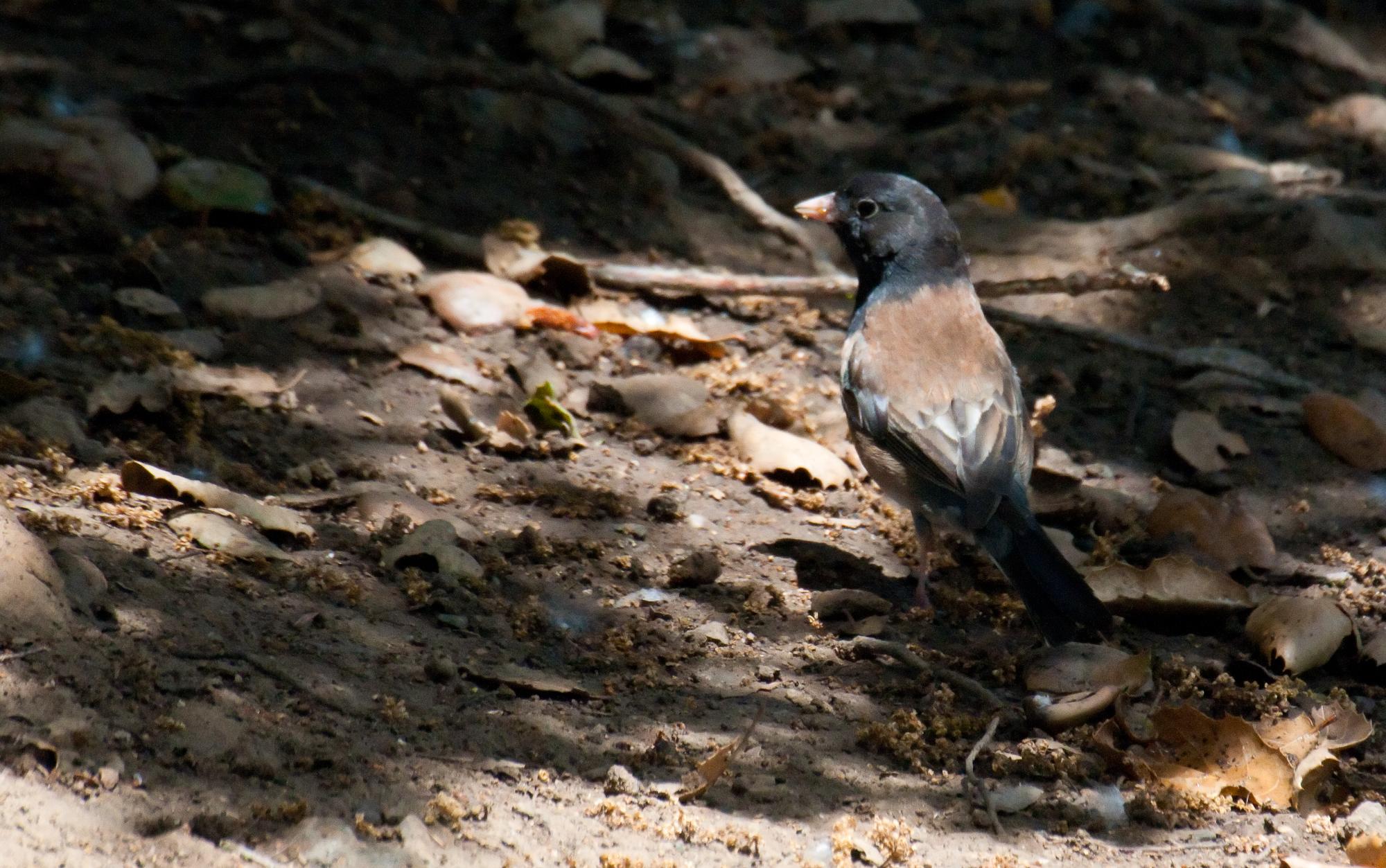 ./20100628_Oregon_Junco.jpg