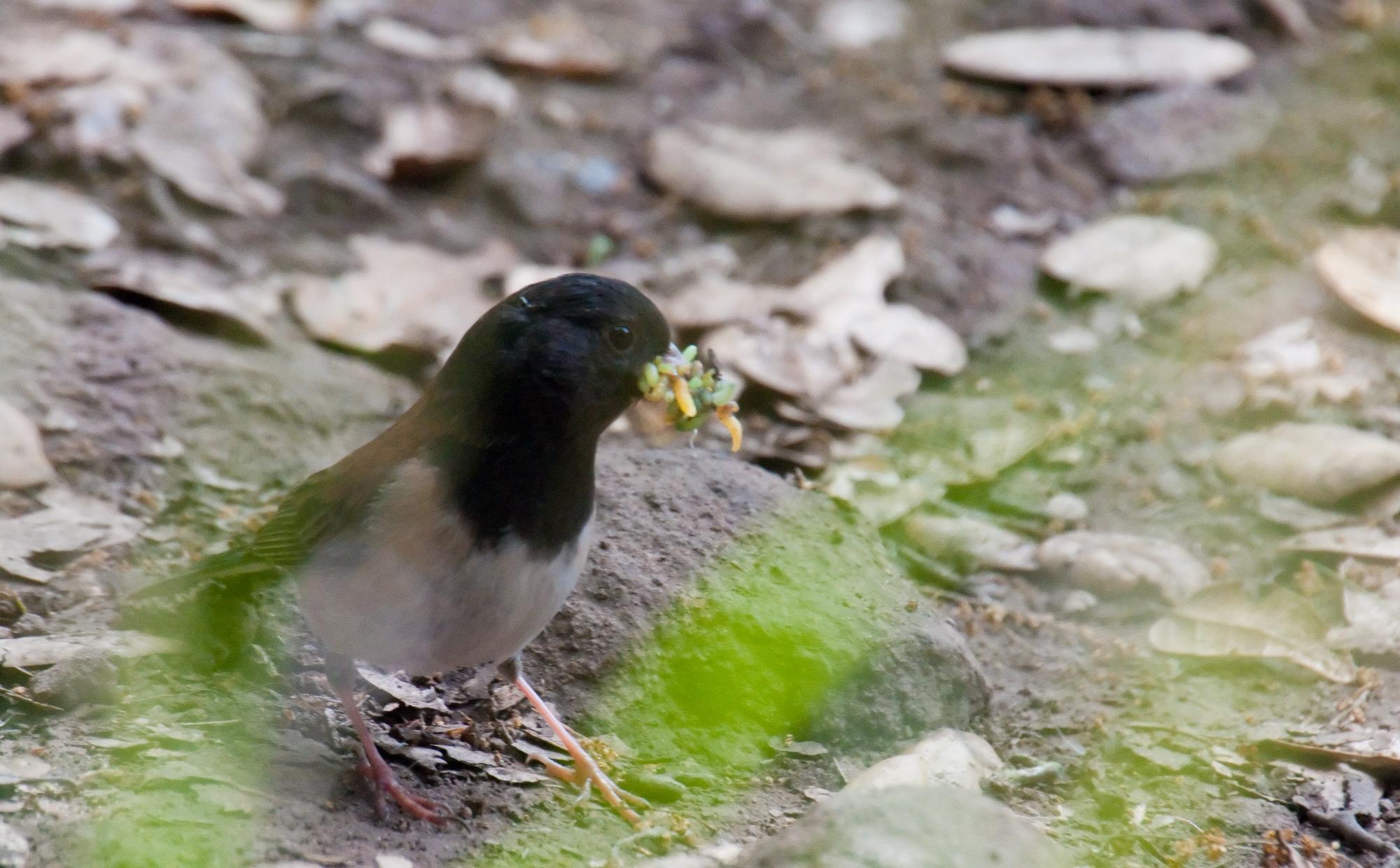 ./20100629_Oregon_Junco_With_Full_Beak.jpg