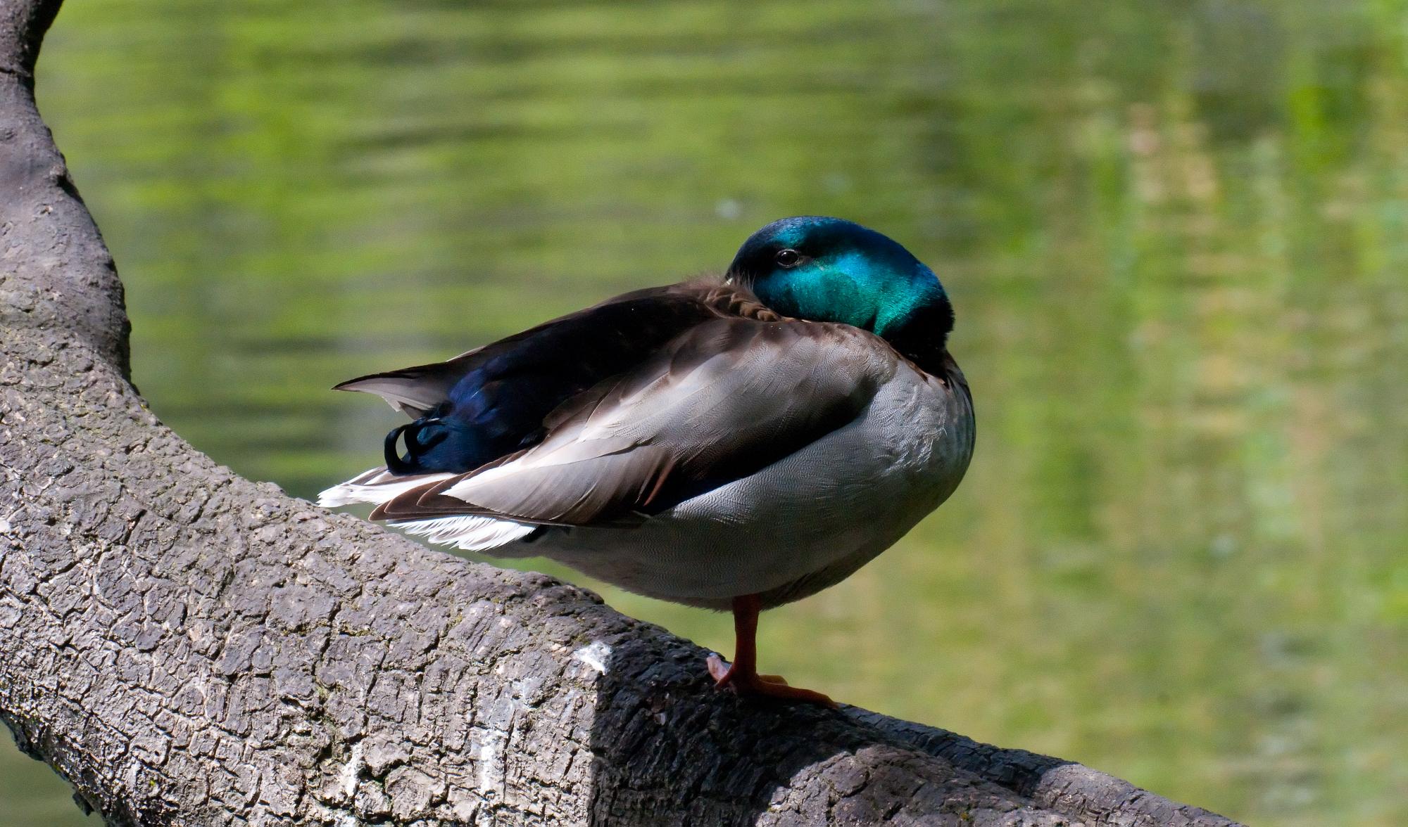 ./20100630_Male_Mallard_Iridescent_Colors.jpg