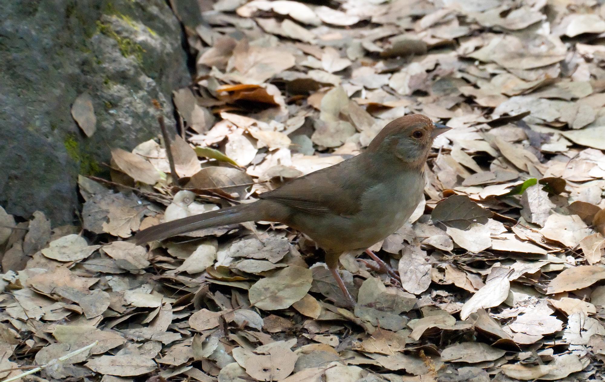 ./20100702_Approachable_Towhee.jpg