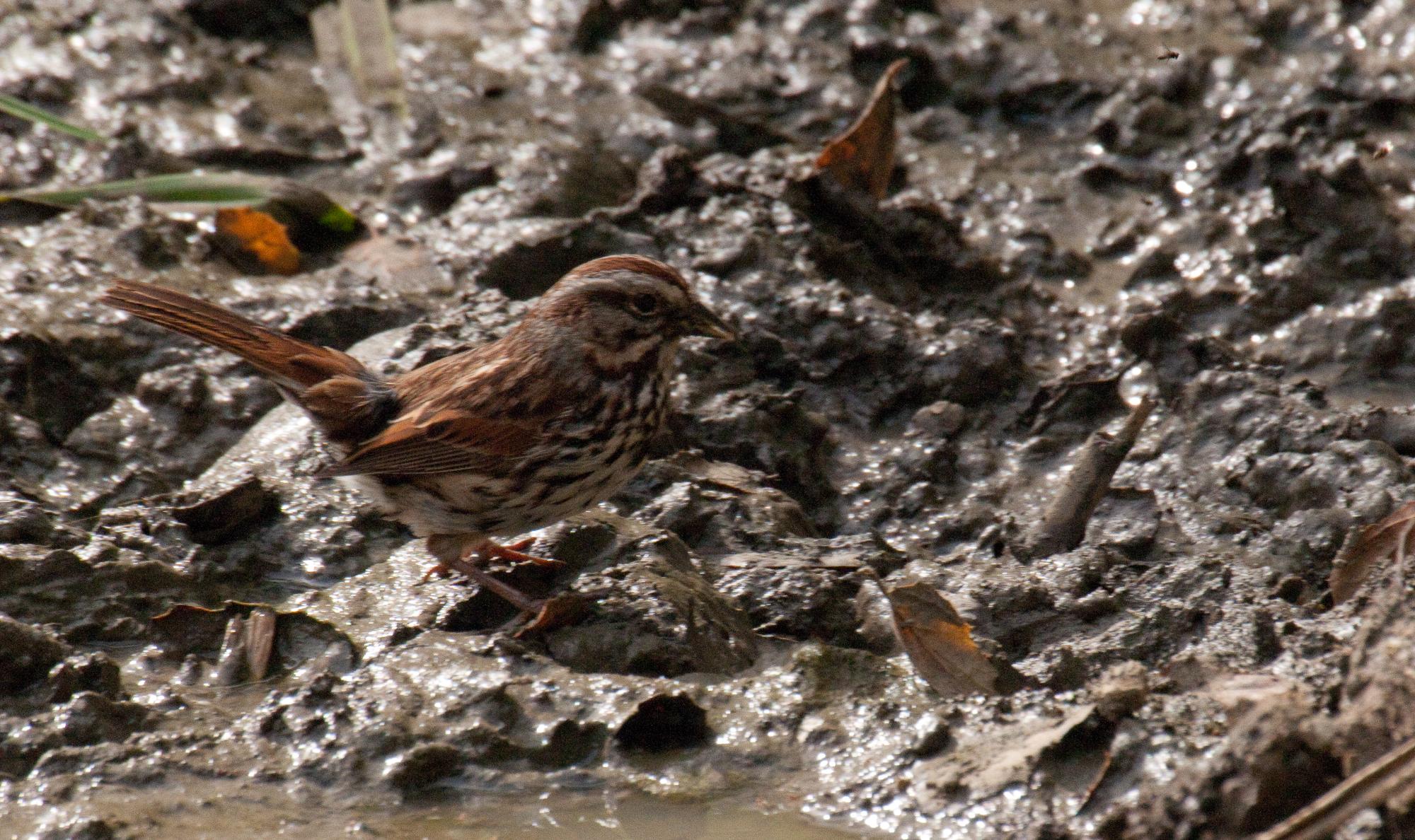 ./20100702_Song_Sparrow_Place_To_Drink.jpg