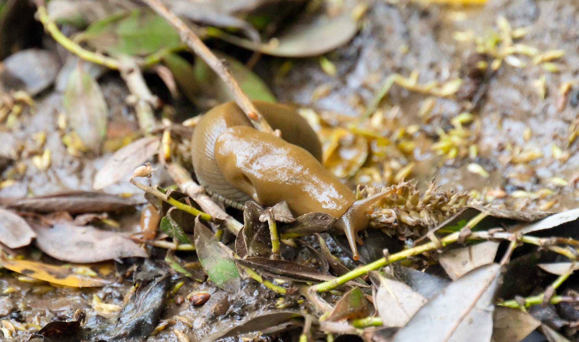 ./20100704_Banana_Slug_Tilden_Park.jpg