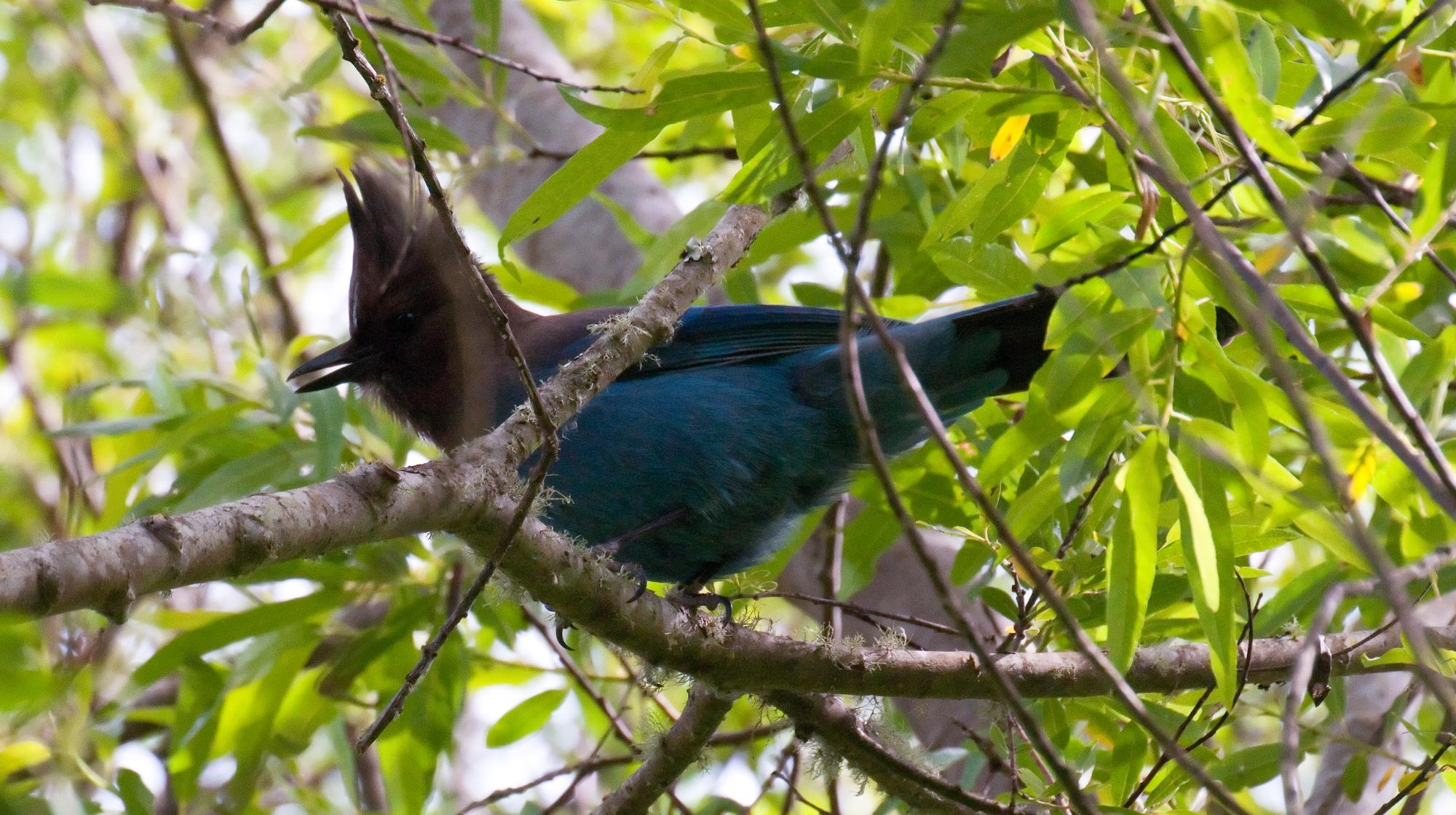 ./20100705_Stellars_Jay_Tilden_Park.jpg