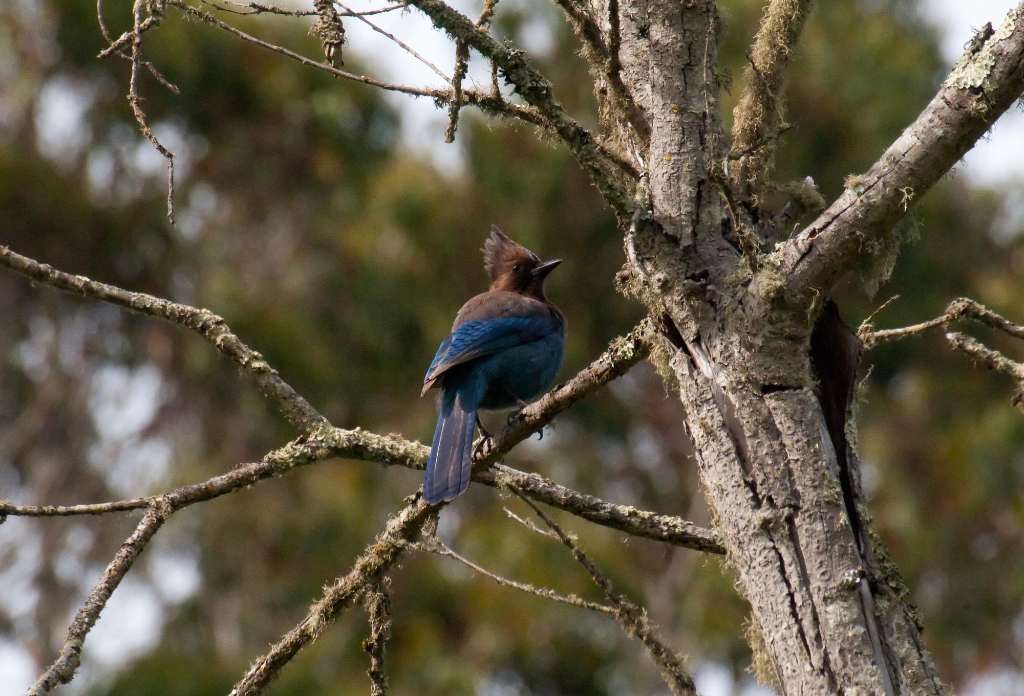 ./20100705_Stellars_Jay_Watched_Us.jpg