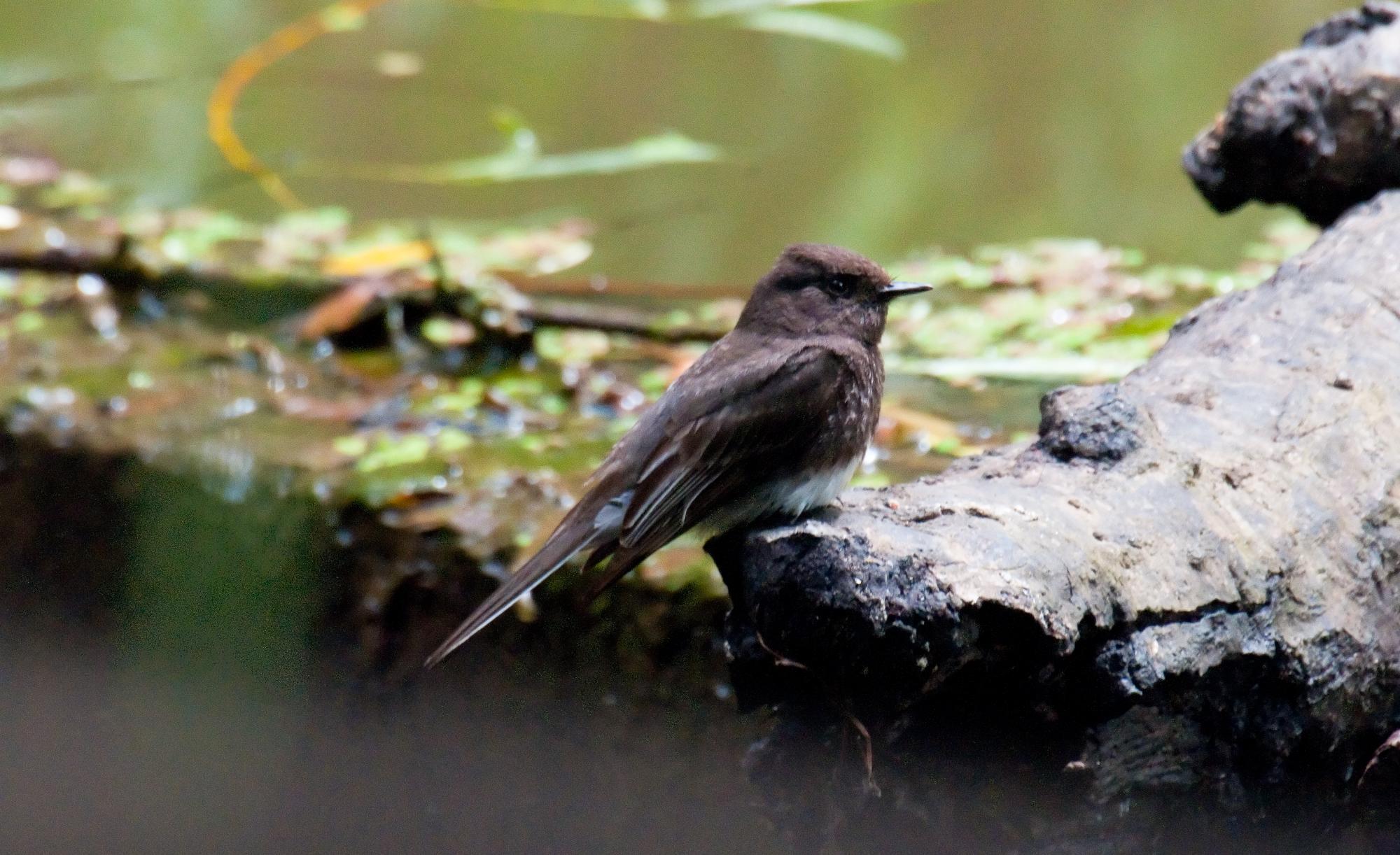 ./20100706_Black_Phoebe_Tilden_Park.jpg