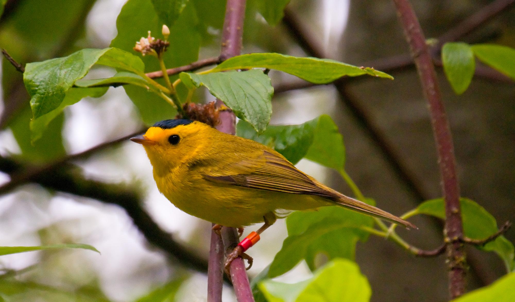 ./20100706_Wilsons_Warbler_Tilden_Park.jpg