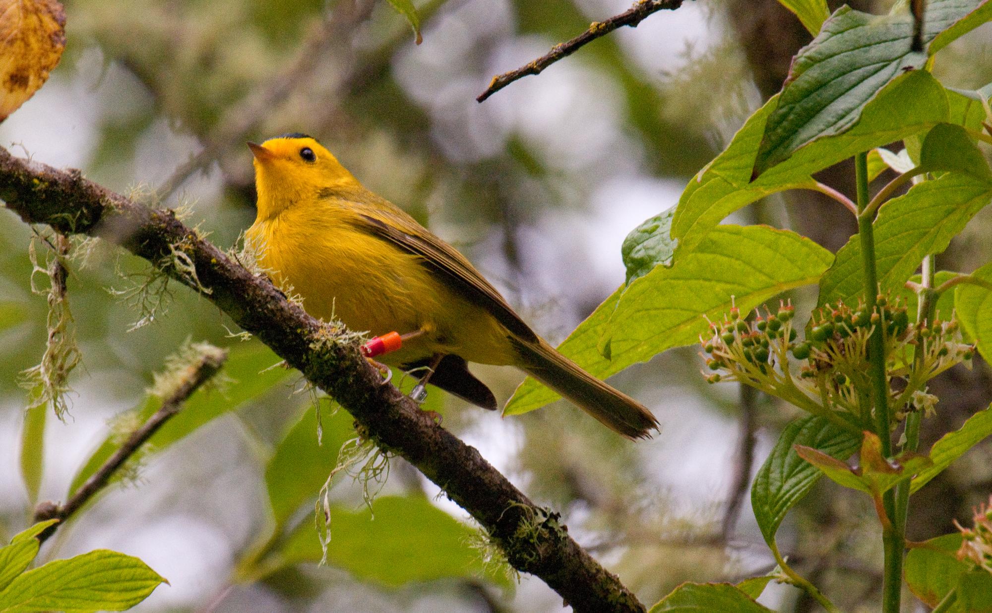 ./20100707_Banded_Wilsons_Warbler.jpg