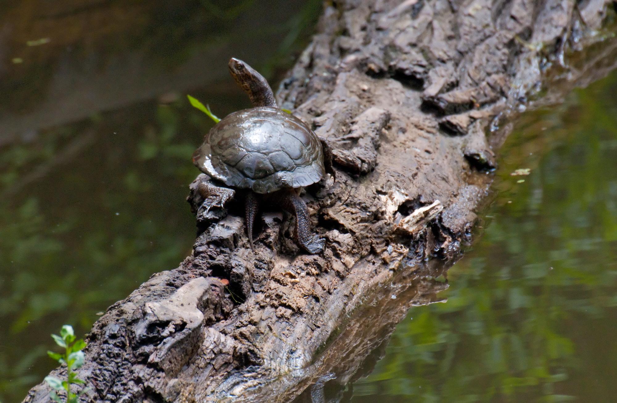 ./20100708_Solitary_Western_Pond_Turtle_Tilden_Park.jpg