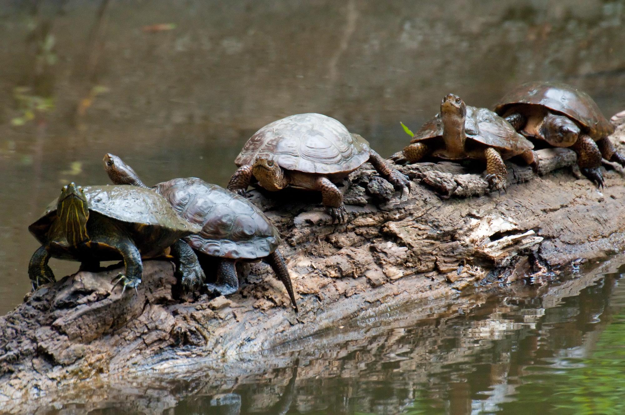 ./20100708_Western_Pond_Turtles_And_Red_Slider.jpg