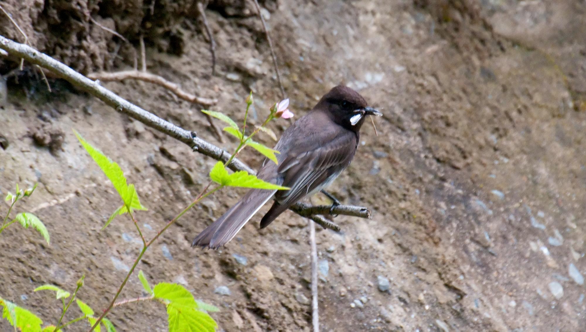 ./20100709_Black_Phoebe_Delivers_Lunch.jpg