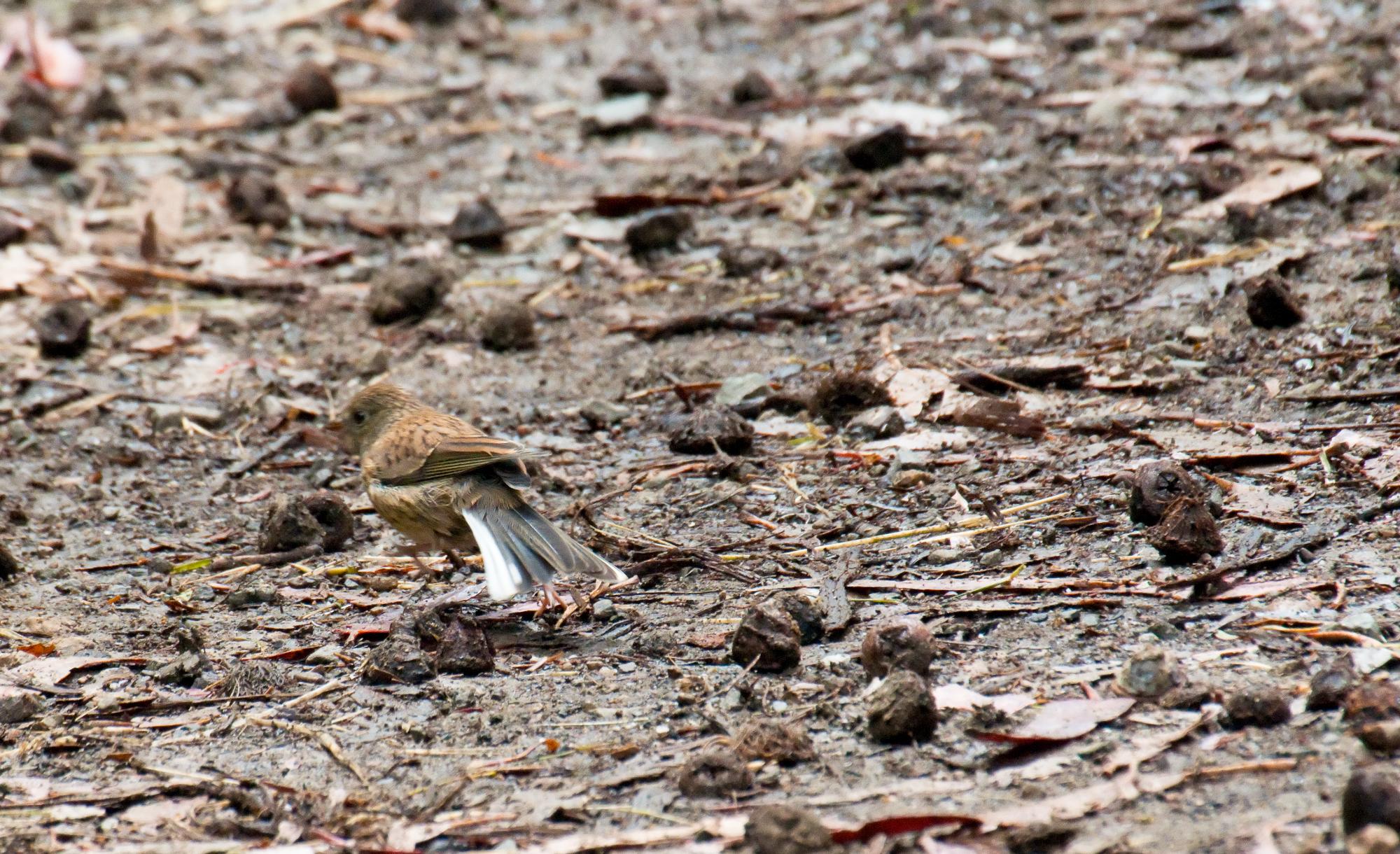 ./20100709_Oregon_Junco_White_Tail_Markings.jpg