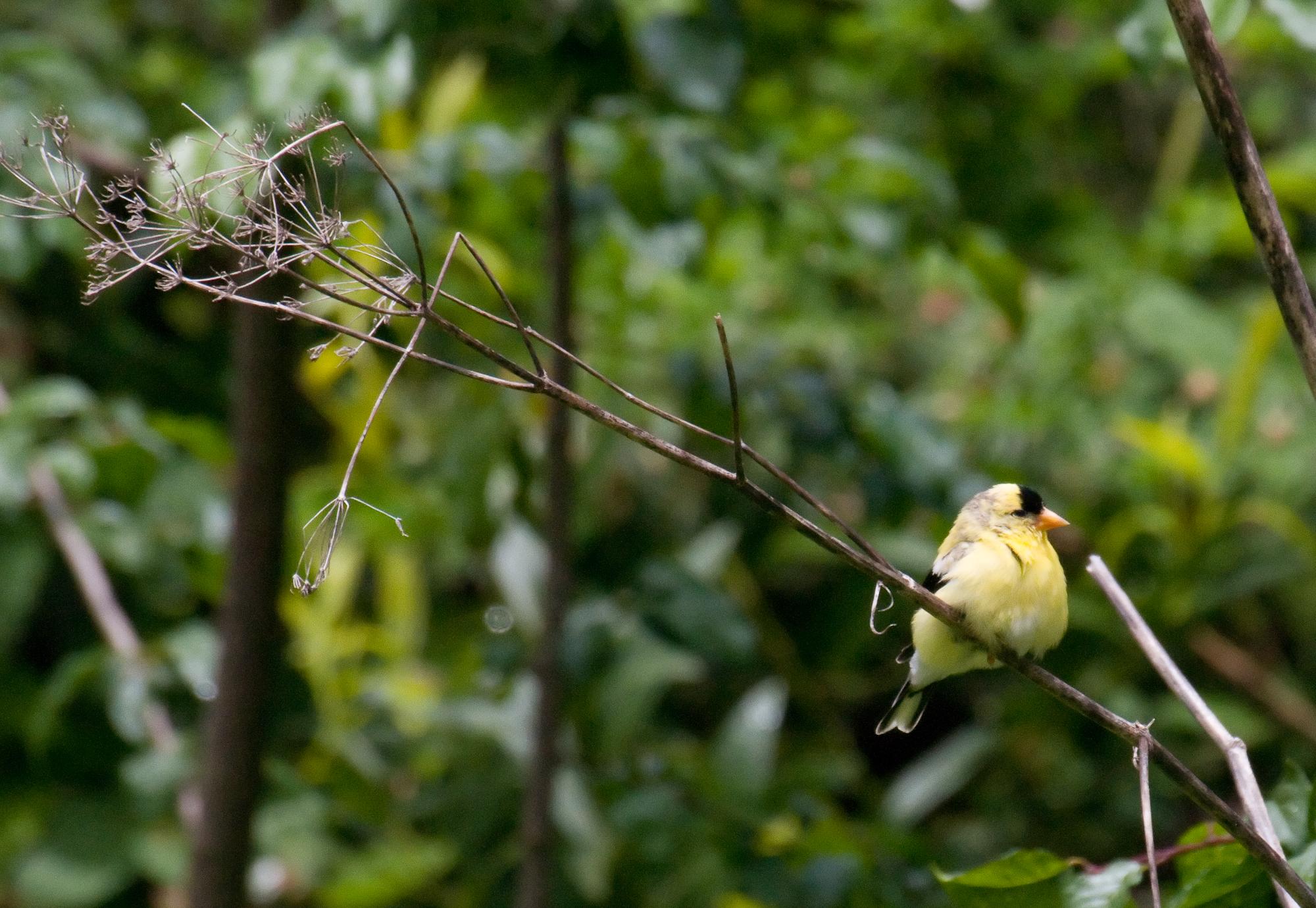 ./20100711_American_Goldfinch_Tilden_Park.jpg