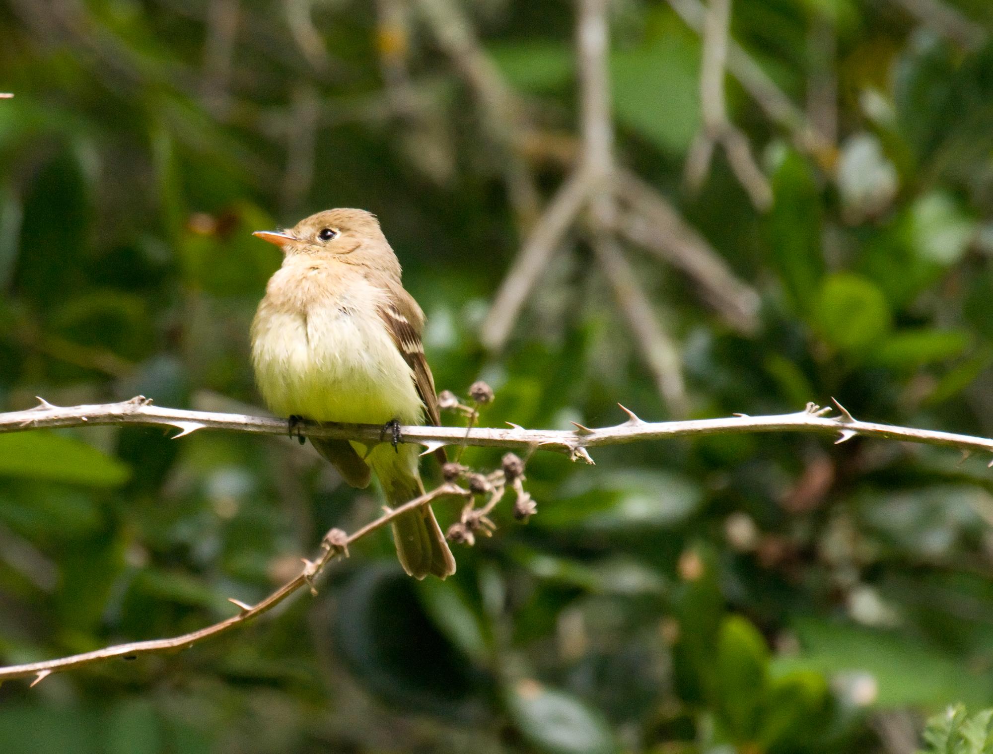 ./20100711_Pacific_Slope_Flycatcher_Tilden_Park.jpg