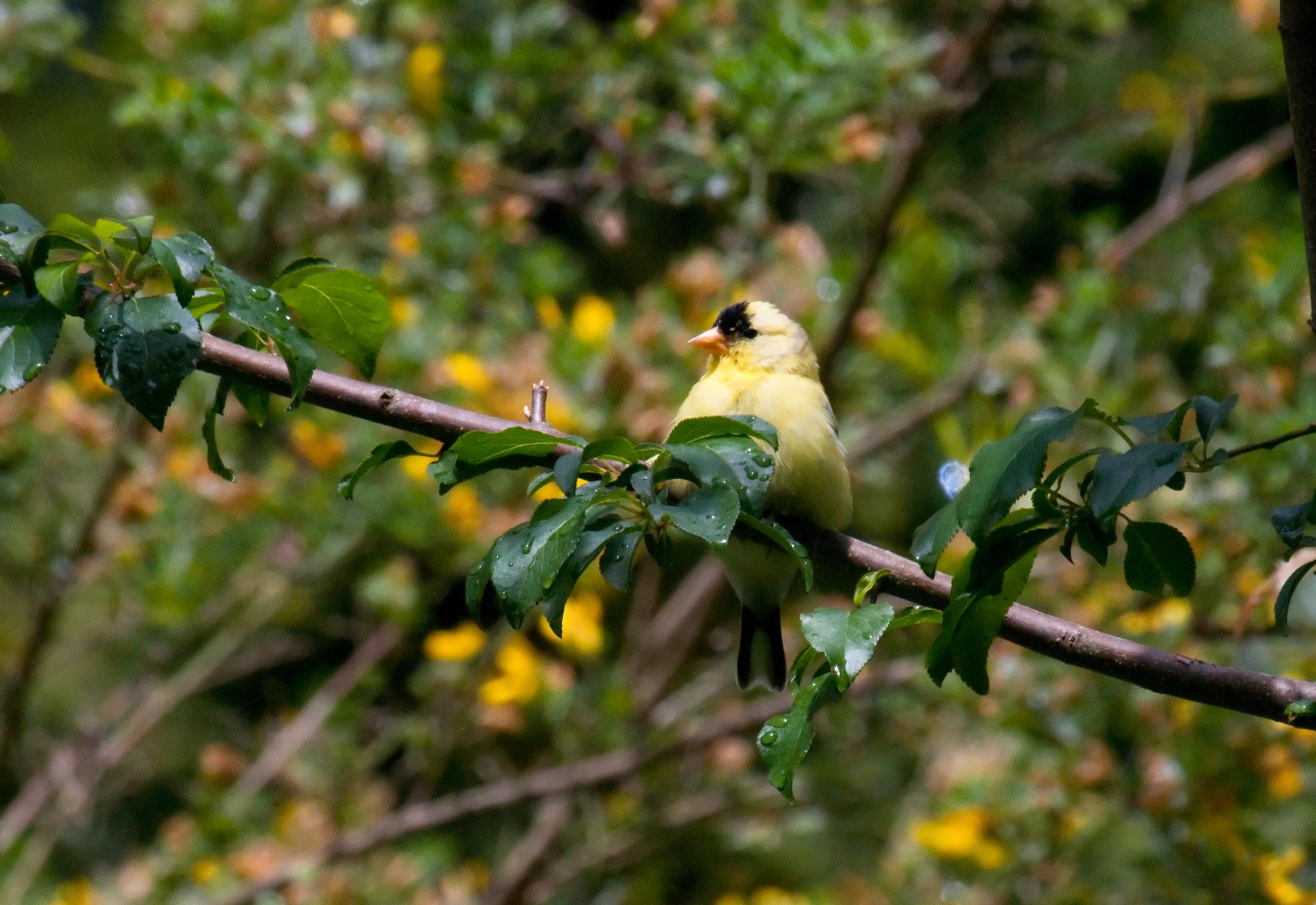 ./20100712_American_Goldfinch_In_Breeding_Plumage_Tilden_Park.jpg