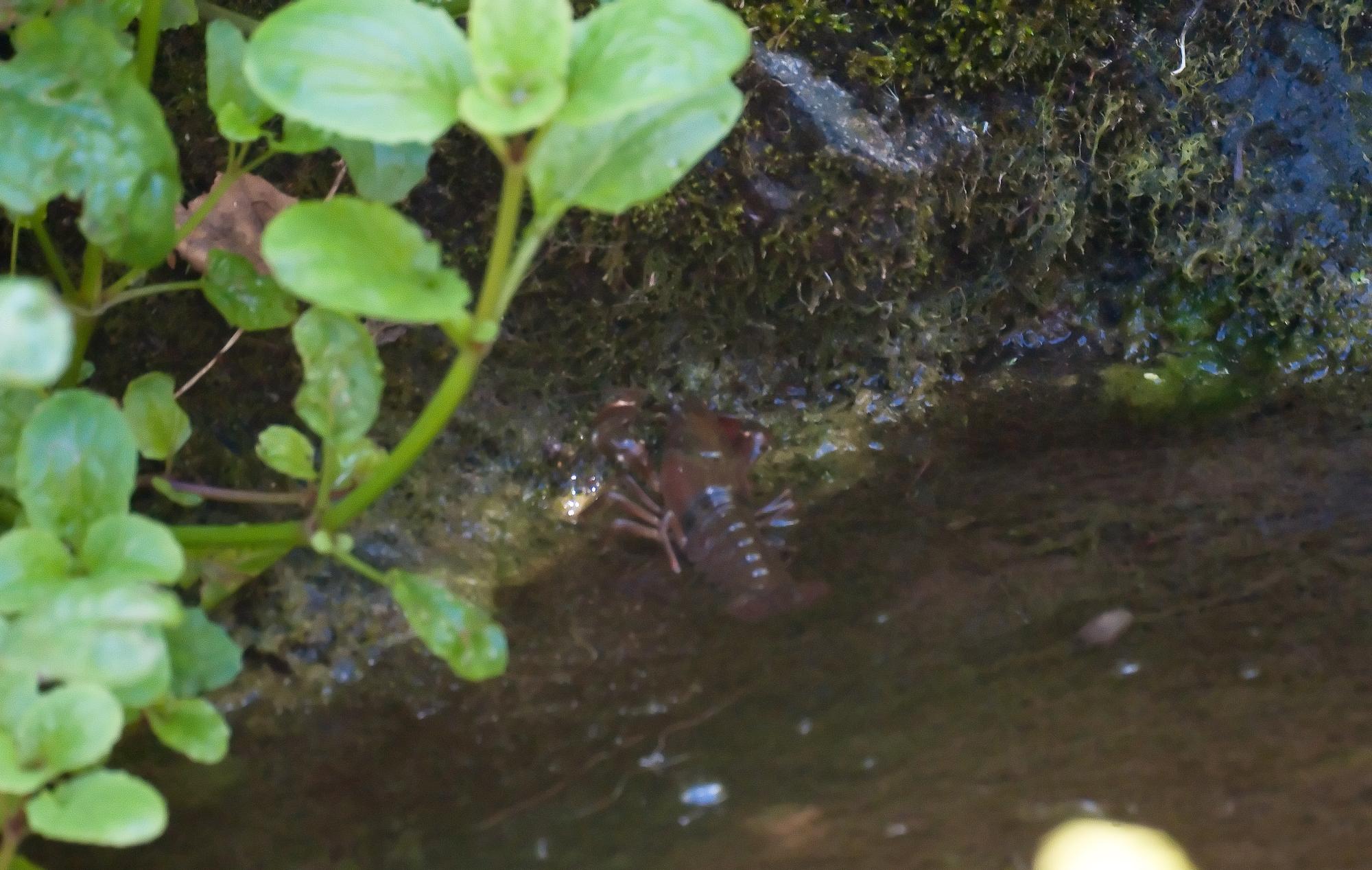 ./20100713_Crayfish_Tilden_Botanical_Gardens.jpg