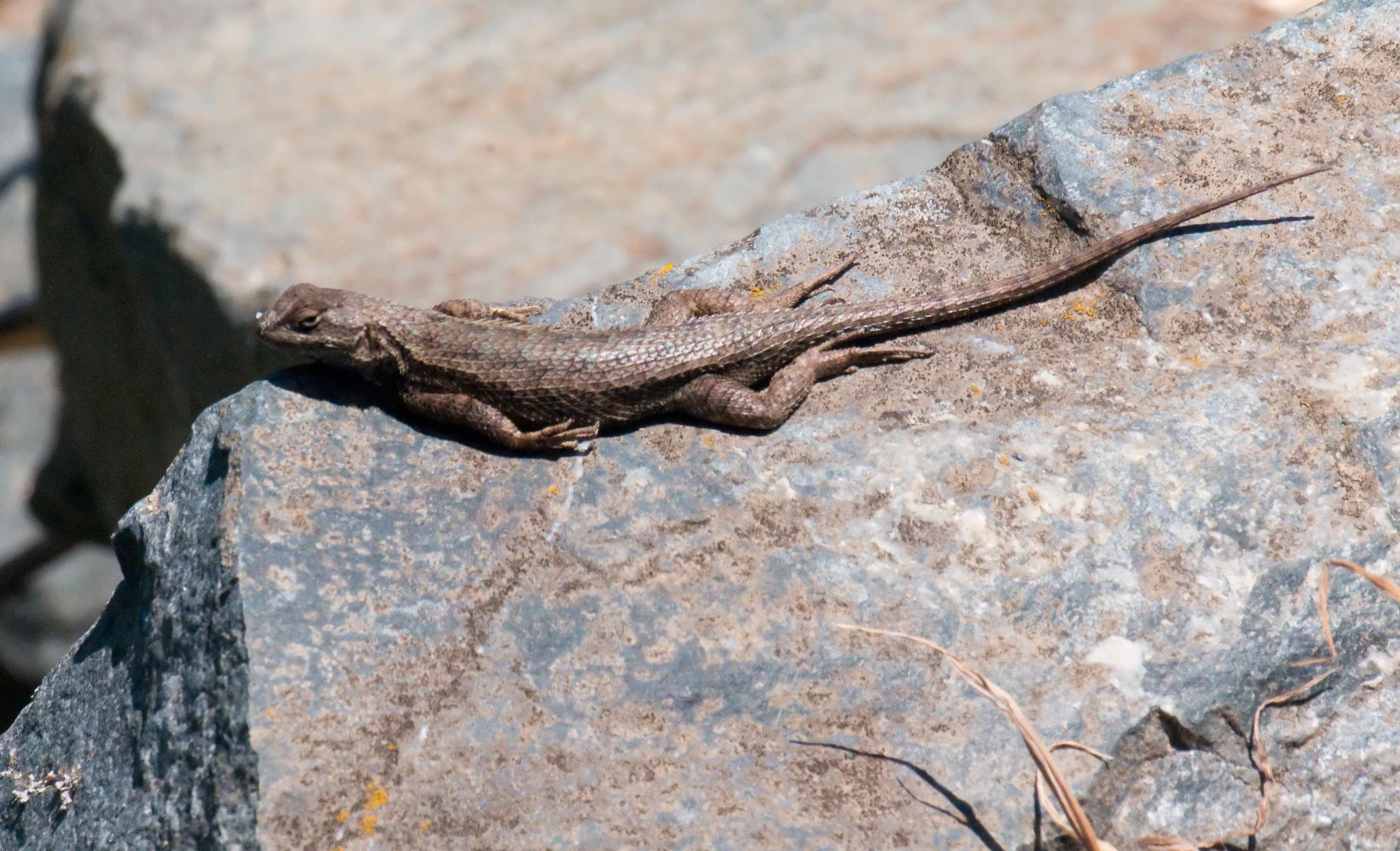 ./20100716_Western_Fence_Lizard_Sherman_Island_CA.jpg