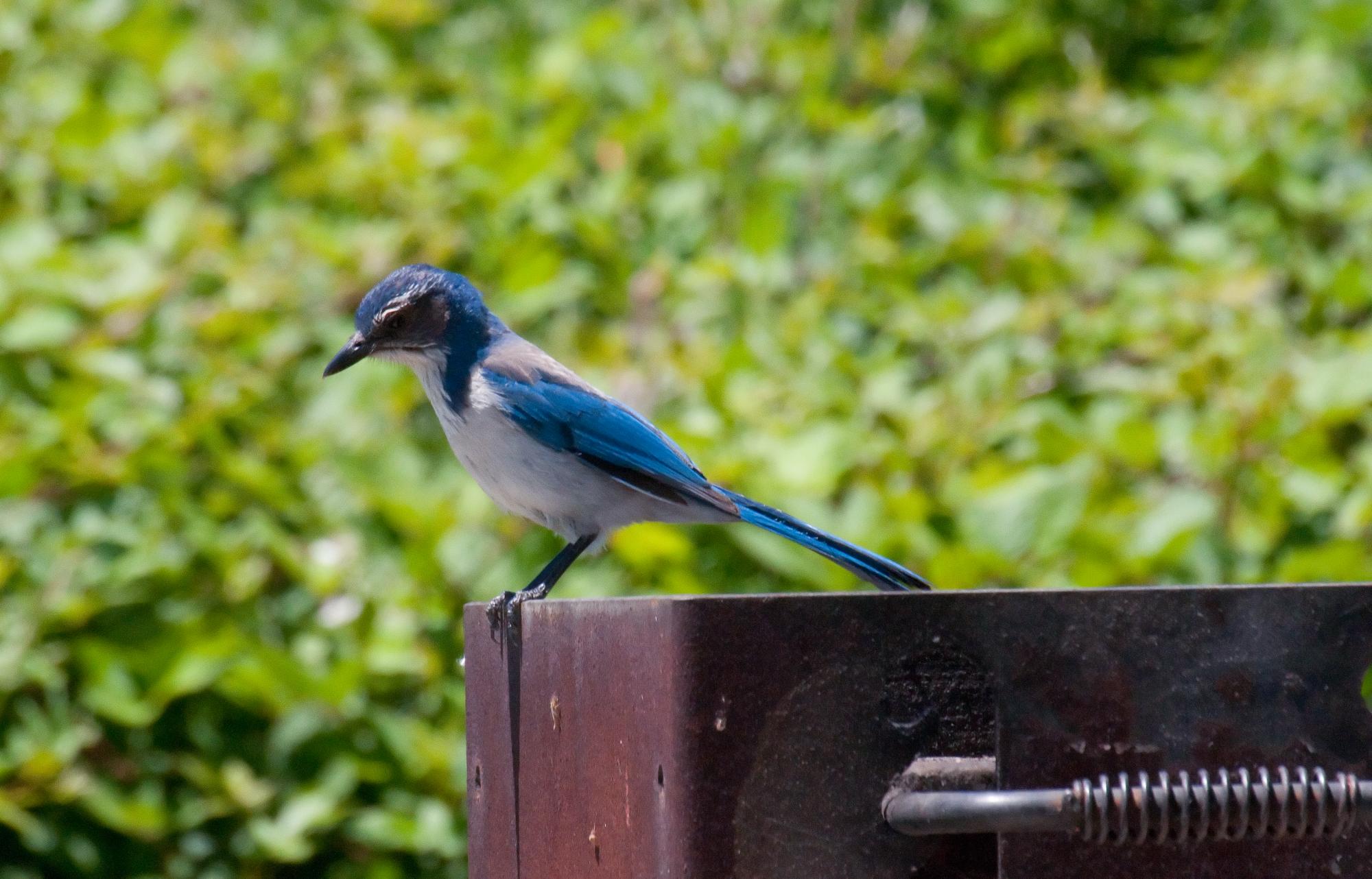 ./20100717_Scrub_Jay_Sherman_Island_California.jpg