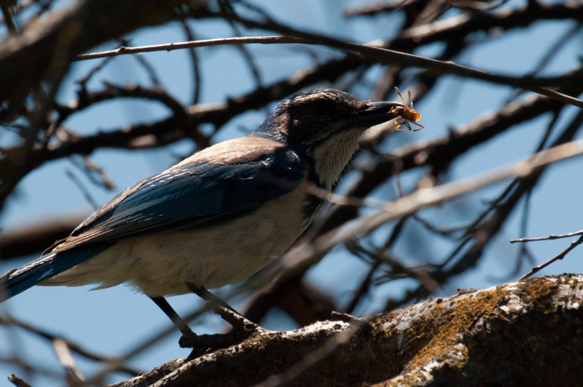 ./20100718_Scrub_Jay_with_Bug_Sherman_Island_California.jpg