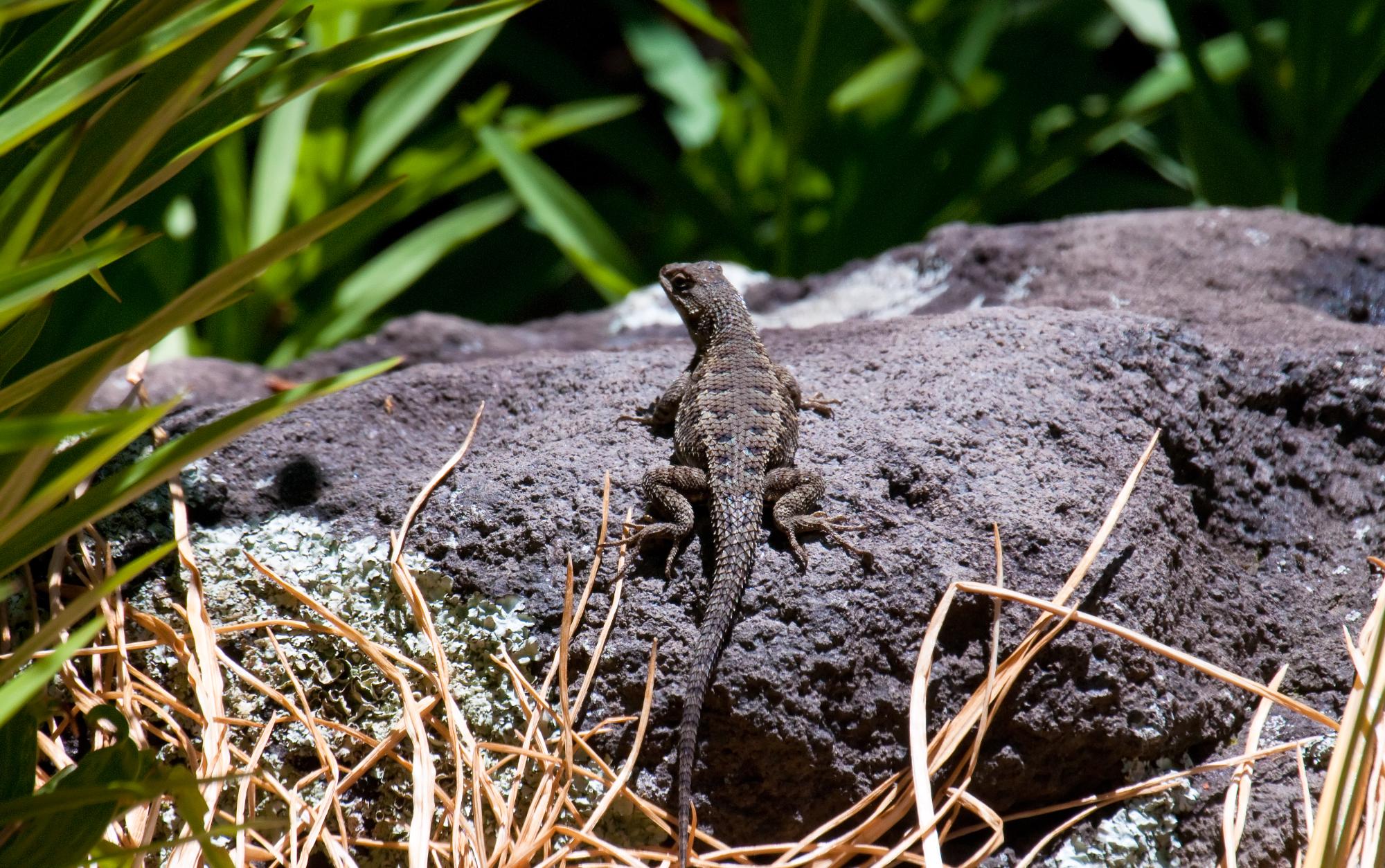 ./20100719_Western_Fence_Lizard_Tilden_Park.jpg