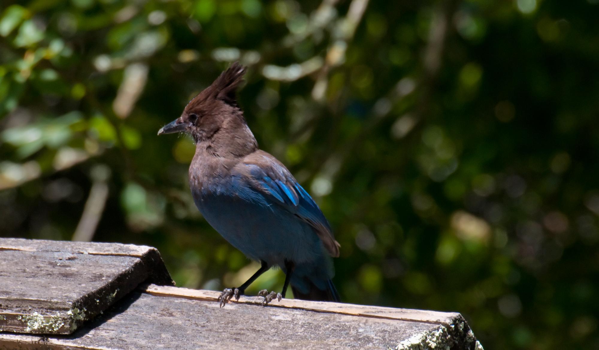 ./20100721_Stellars_Jay_Charcoal_Top.jpg