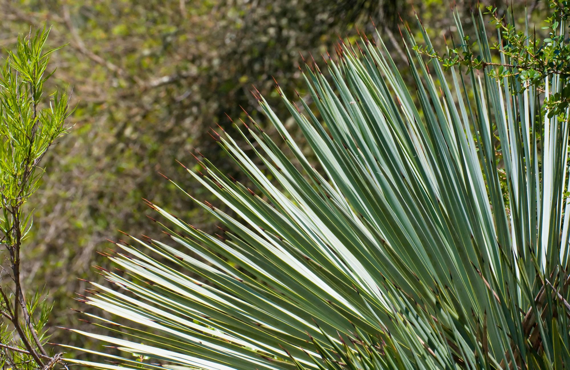 ./20100722_Yucca_at_Tilden_Botanical_Garden.jpg