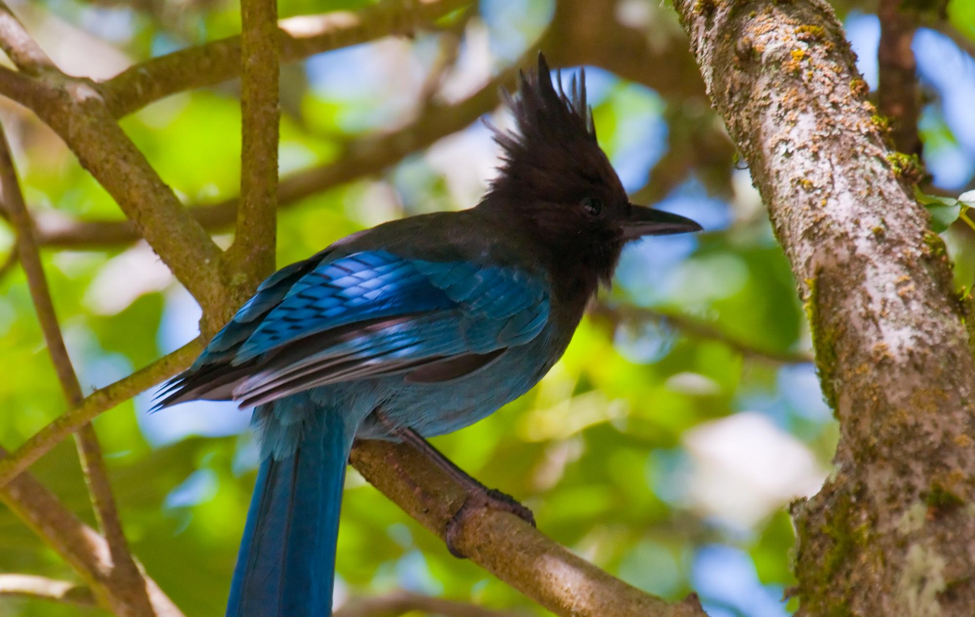 ./20100723_Stellars_Jay_On_Branch.jpg