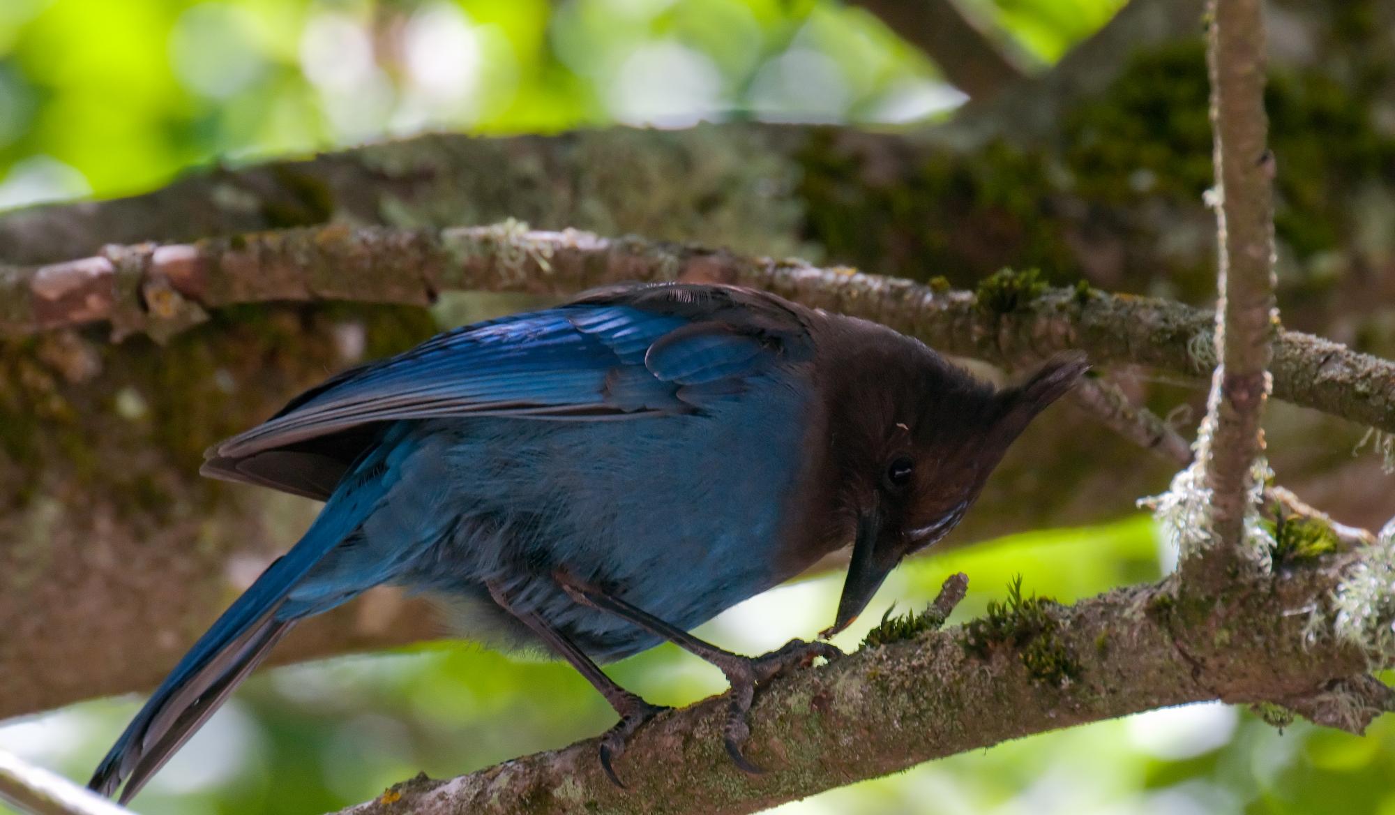 ./20100726_Stellars_Jay_With_Butterfly.jpg