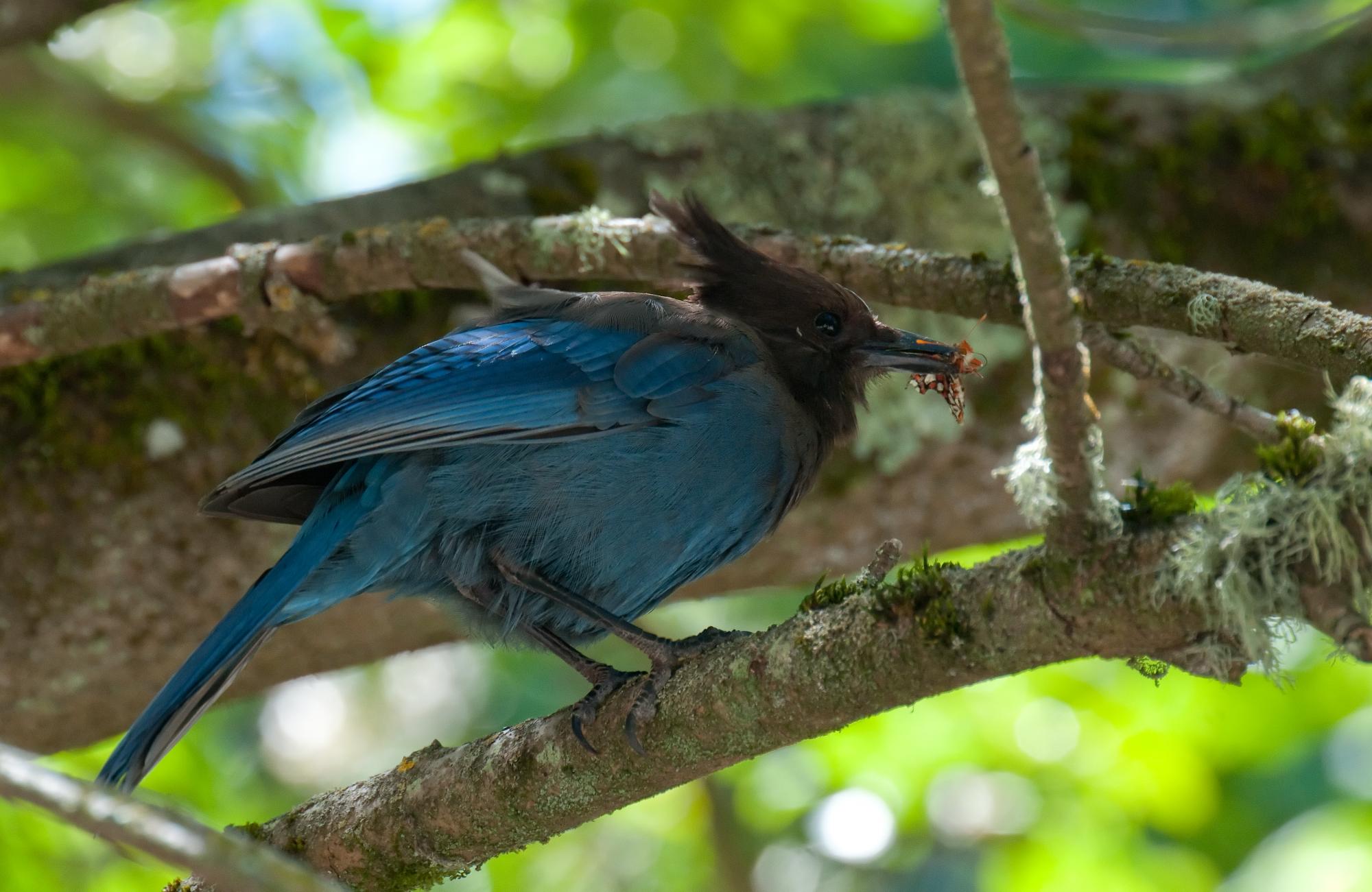 ./20100727_Stellars_Jay_Butterfly_As_Food.jpg