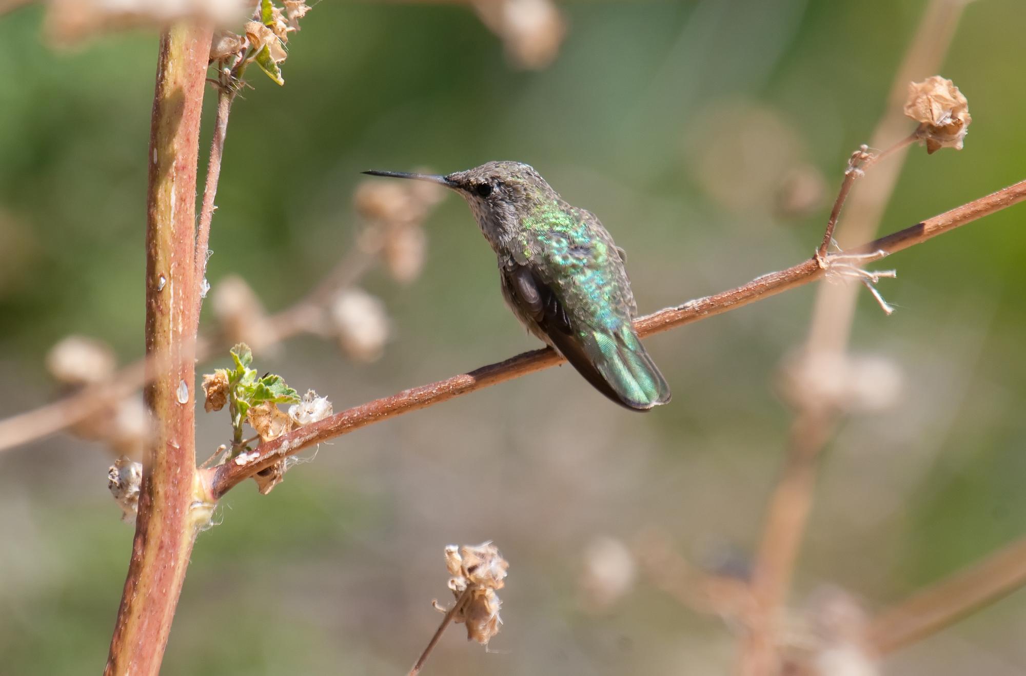 ./20100728_Annas_Hummingbird_Remained_Still.jpg