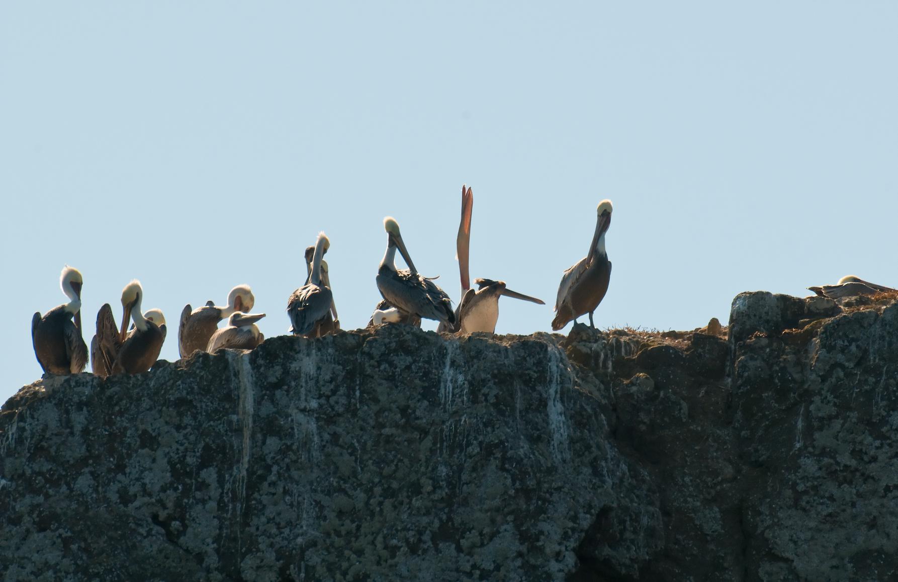 ./20101117_Pelicans_On_Cliff_Top_Anacapa_Island.jpg