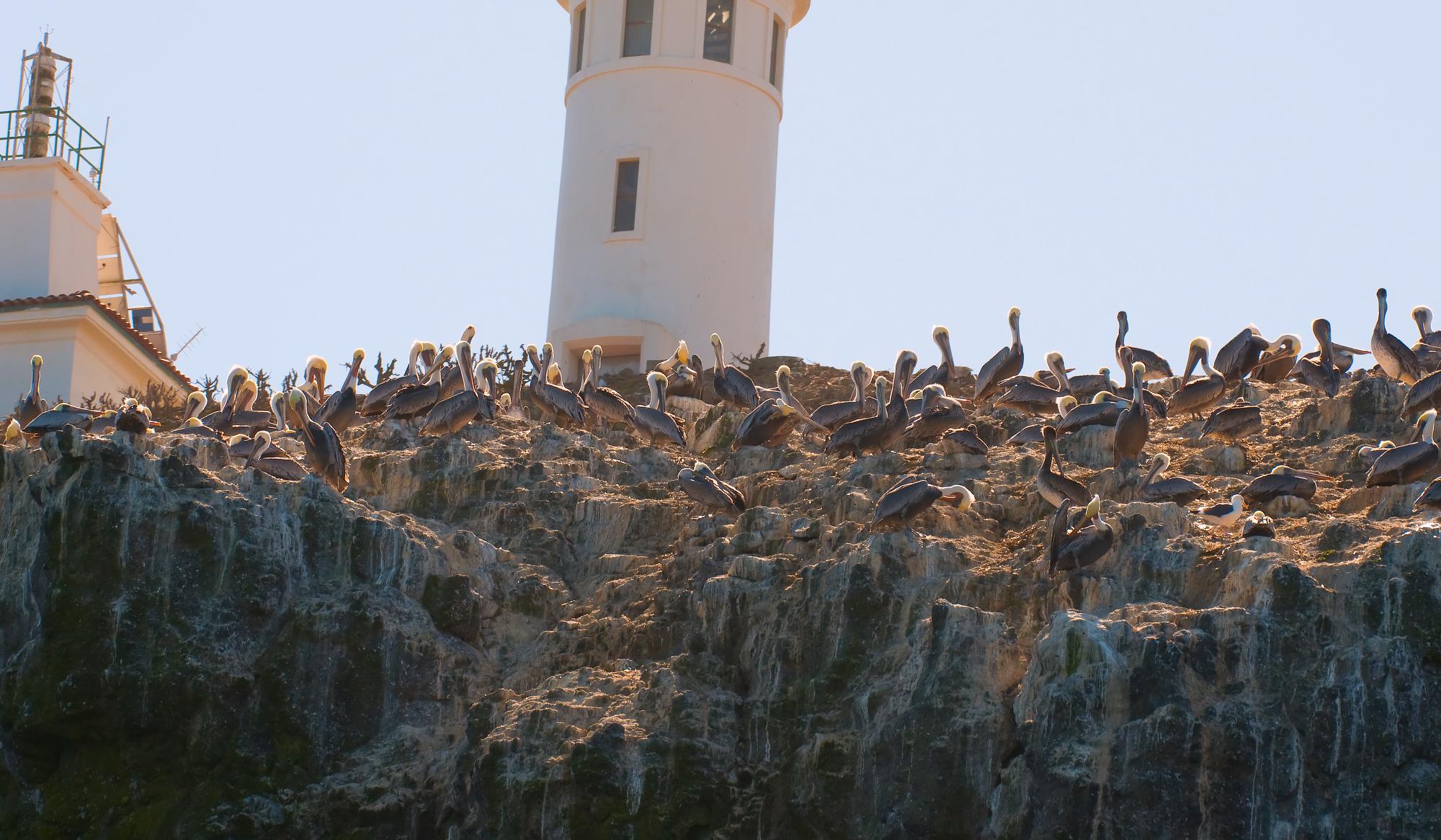 ./20101123_Pelicans_Below_Anacapa_Lighthouse.jpg