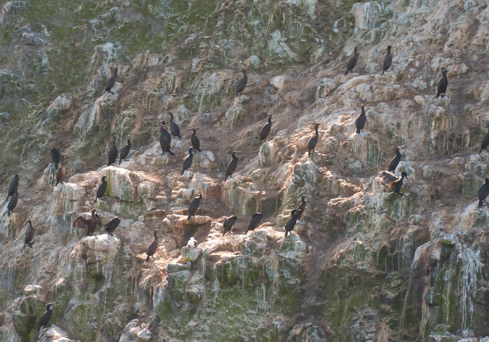 ./20101124_Cliff_Of_Cormorants.jpg