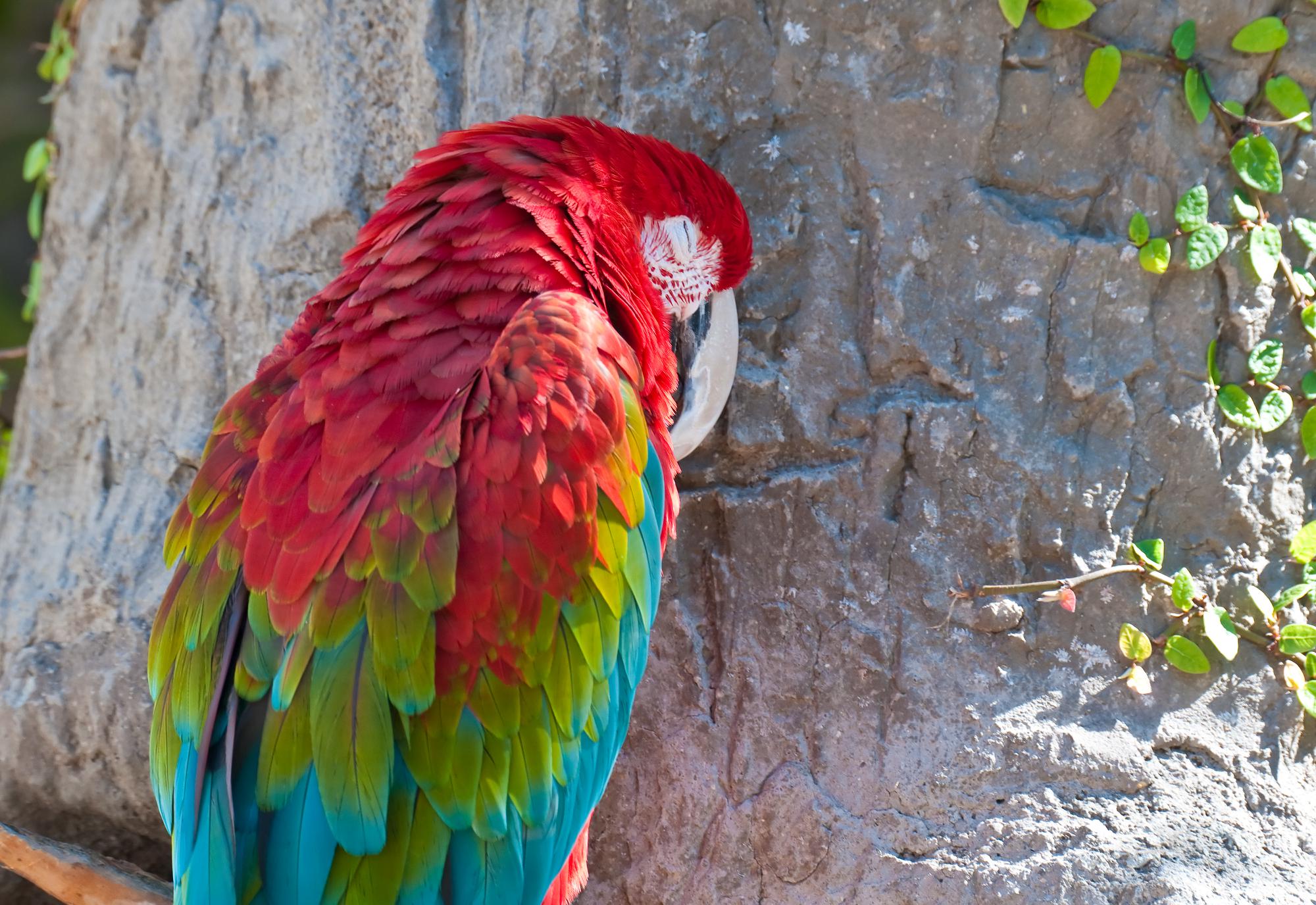 ./20101130_Green-winged_Mcaw_Santa_Barbara_Zoo.jpg