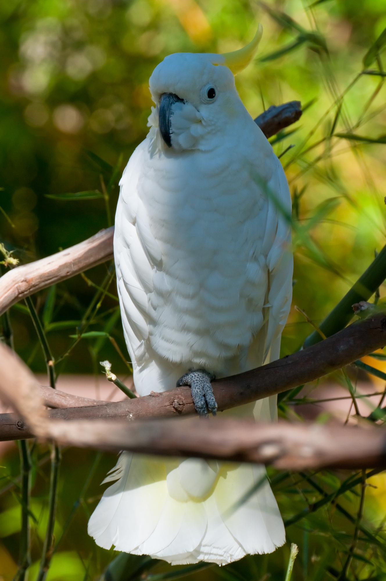 ./20101201_Sulphur_crested_Cockatoo_Santa_Barbara_Zoo.jpg