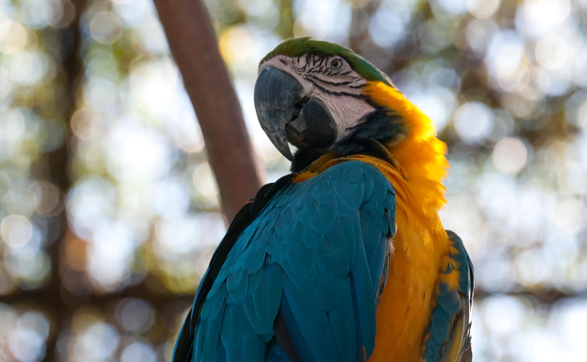 ./20101202_Blue_and_Gold_Macaw_Santa_Barbara_Zoo.jpg