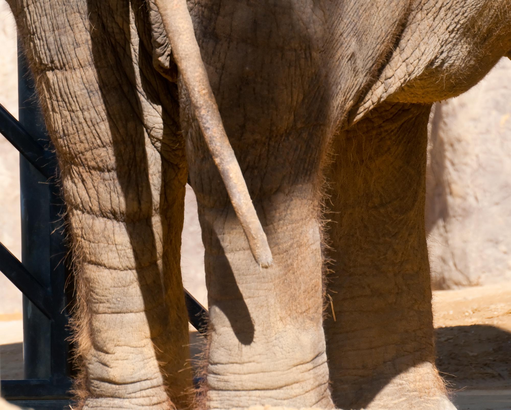 ./20101203_Asian_Elephant_Santa_Barbara_Zoo.jpg