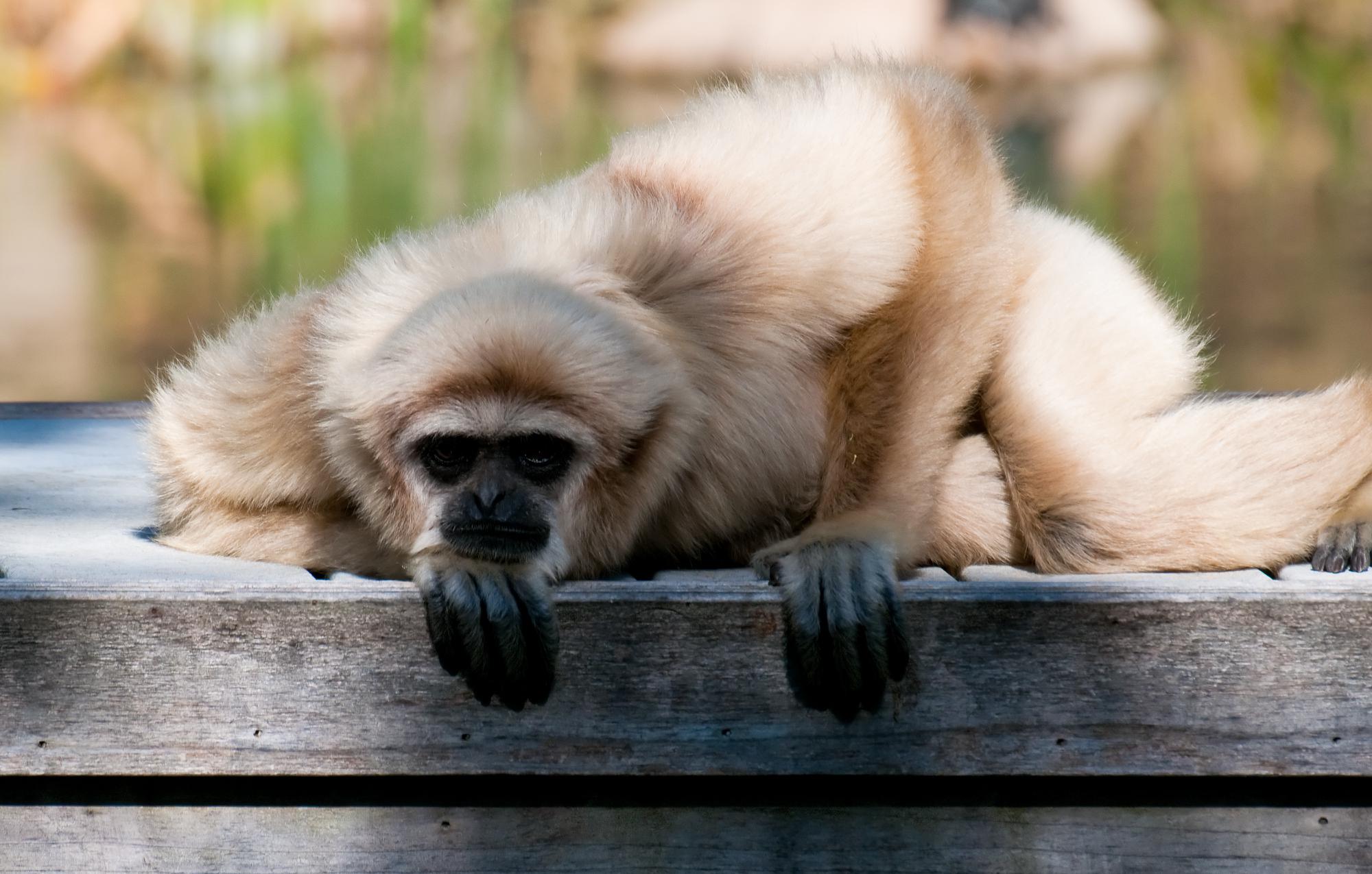 ./20101204_Lar_Gibbon_Santa_Barbara_Zoo.jpg