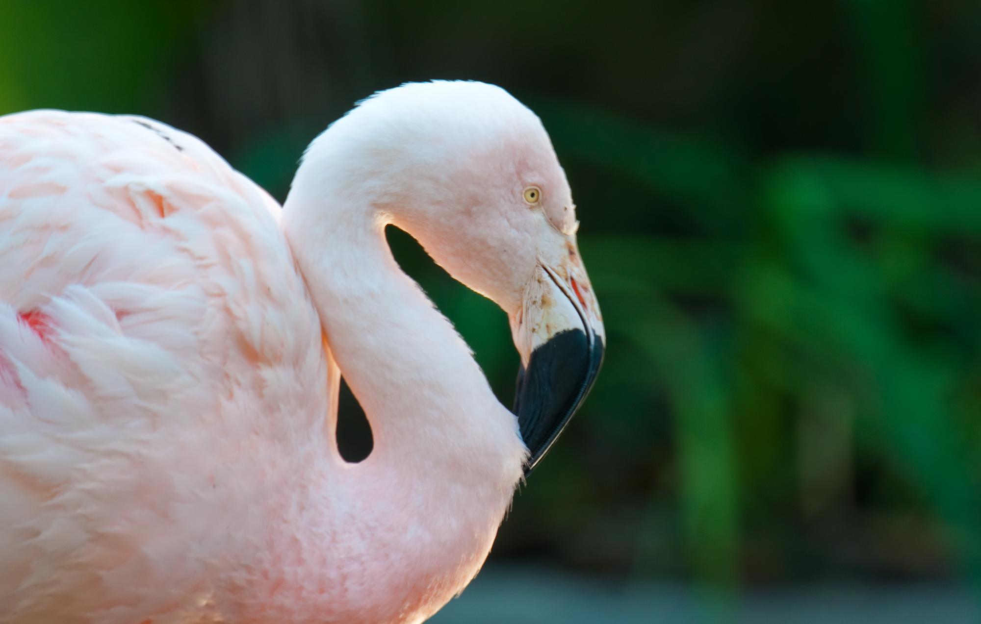 ./20101205_Chilean_Flamingo_Santa_Barbara_Zoo.jpg