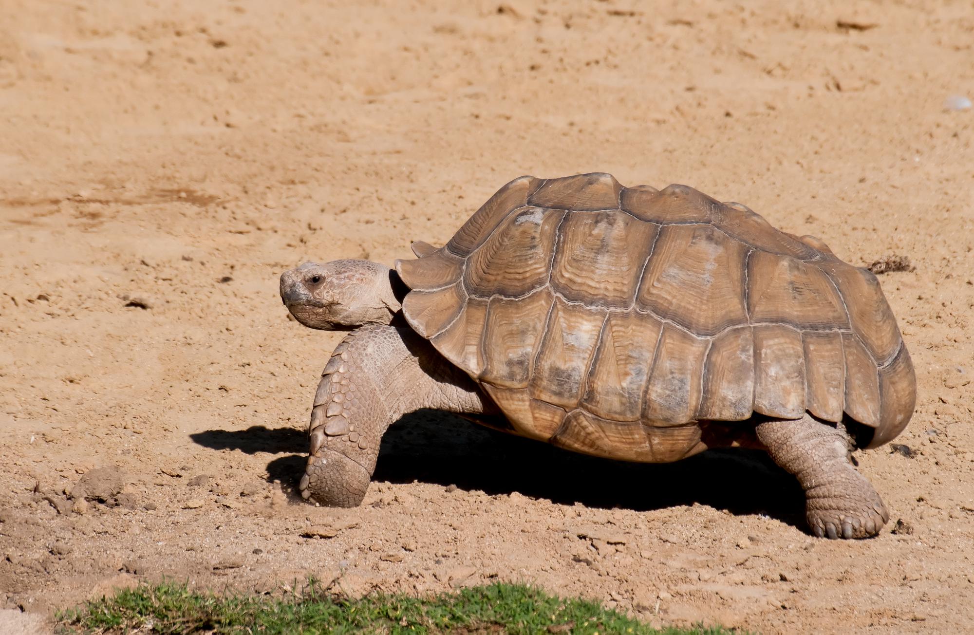 ./20101210_African_Spurred_Tortoise_Santa_Barbara_Zoo.jpg