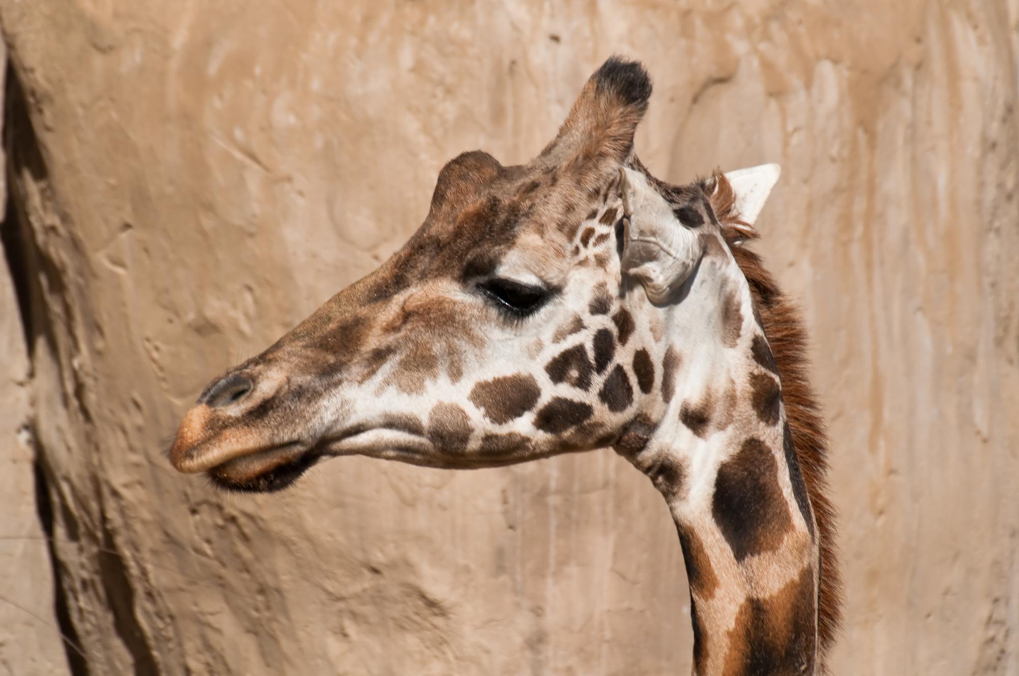 ./20101214_Baringo_Giraffe_Santa_Barbara_Zoo.jpg