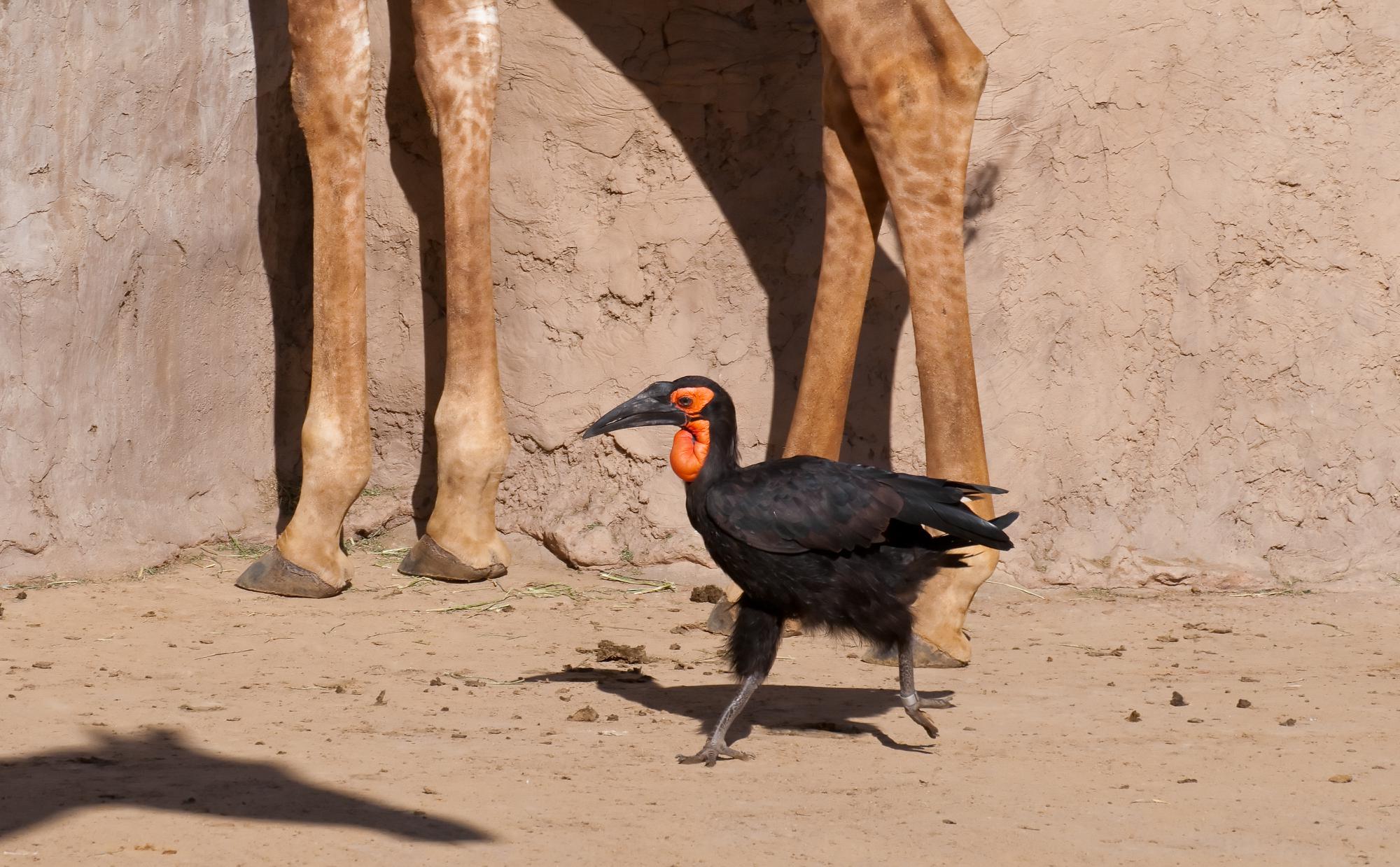 ./20101217_Southern_Ground_Hornbill_Santa_Barbara_Zoo.jpg