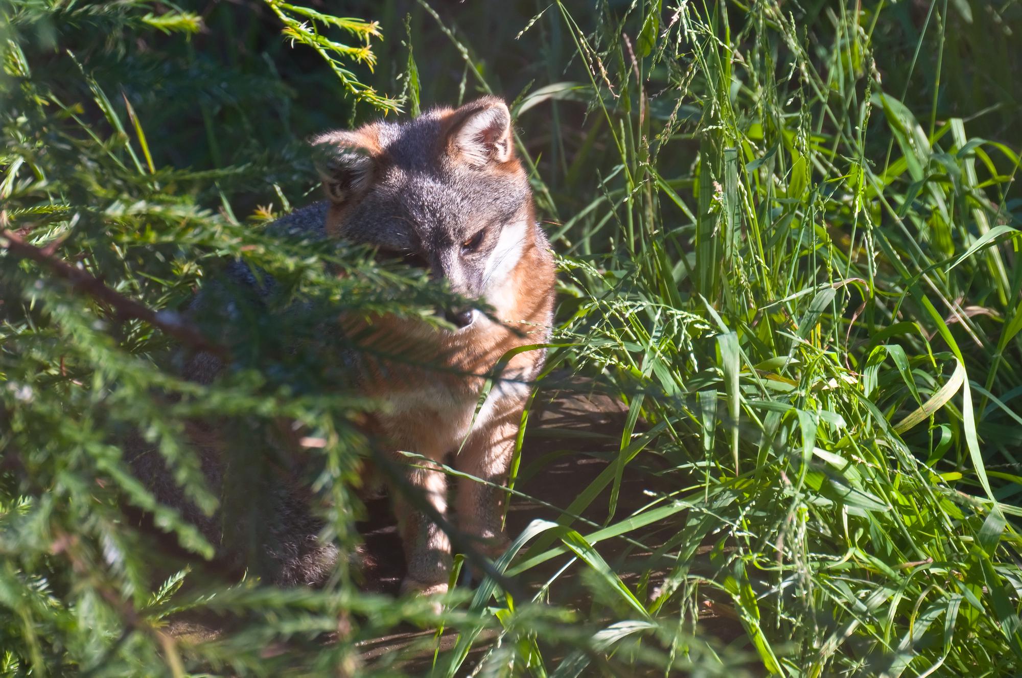 ./20101220_Island_Fox_Santa_Barbara_Zoo.jpg