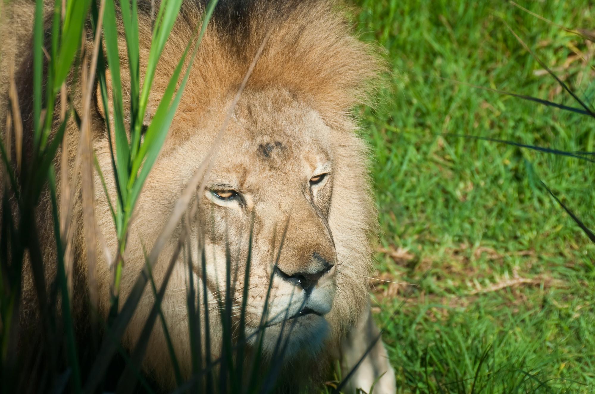 ./20101221_Lion_Santa_Barbara_Zoo.jpg